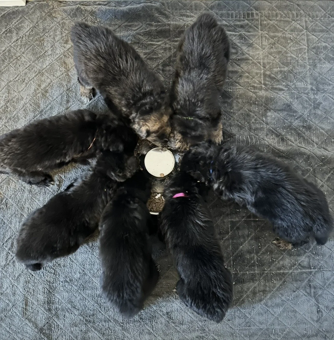 Six black puppies and an adult dog gathered around a water bowl on a rubber mat.