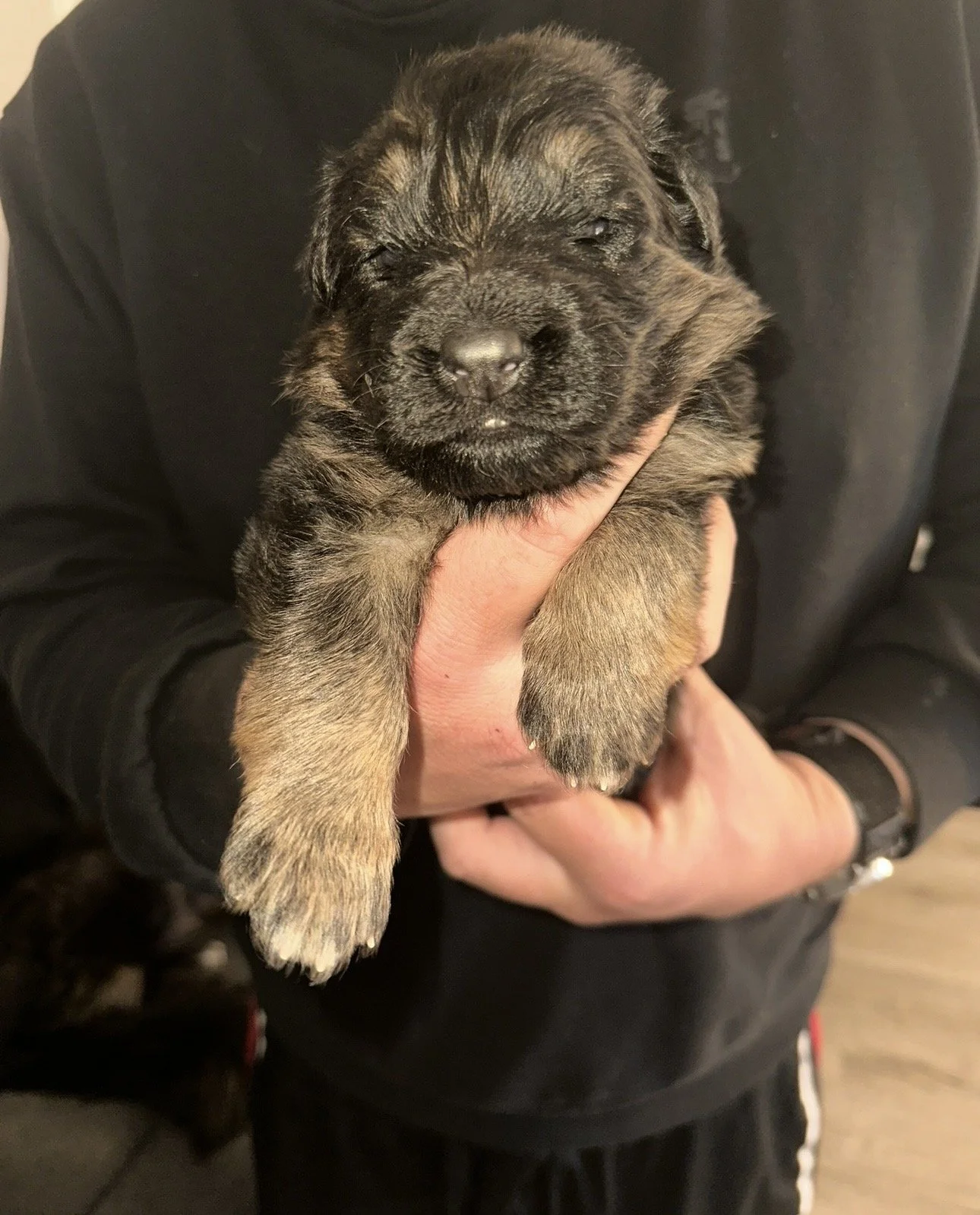 A person holding a small, sleeping black and tan puppy with closed eyes and a tiny tooth visible.