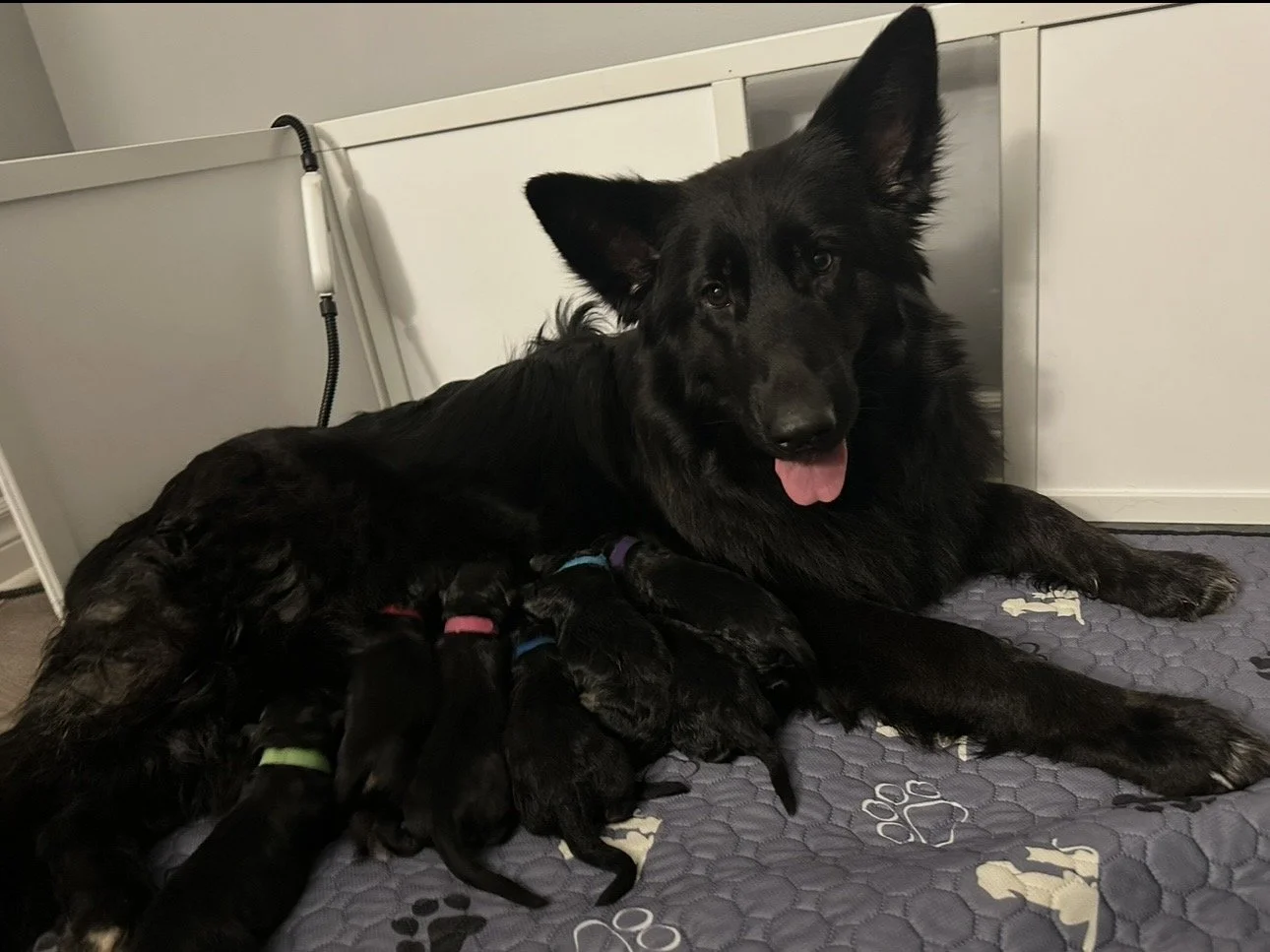 A black adult dog with pointy ears lying on a gray blanket with white paw prints, nursing black puppies with colored collars.