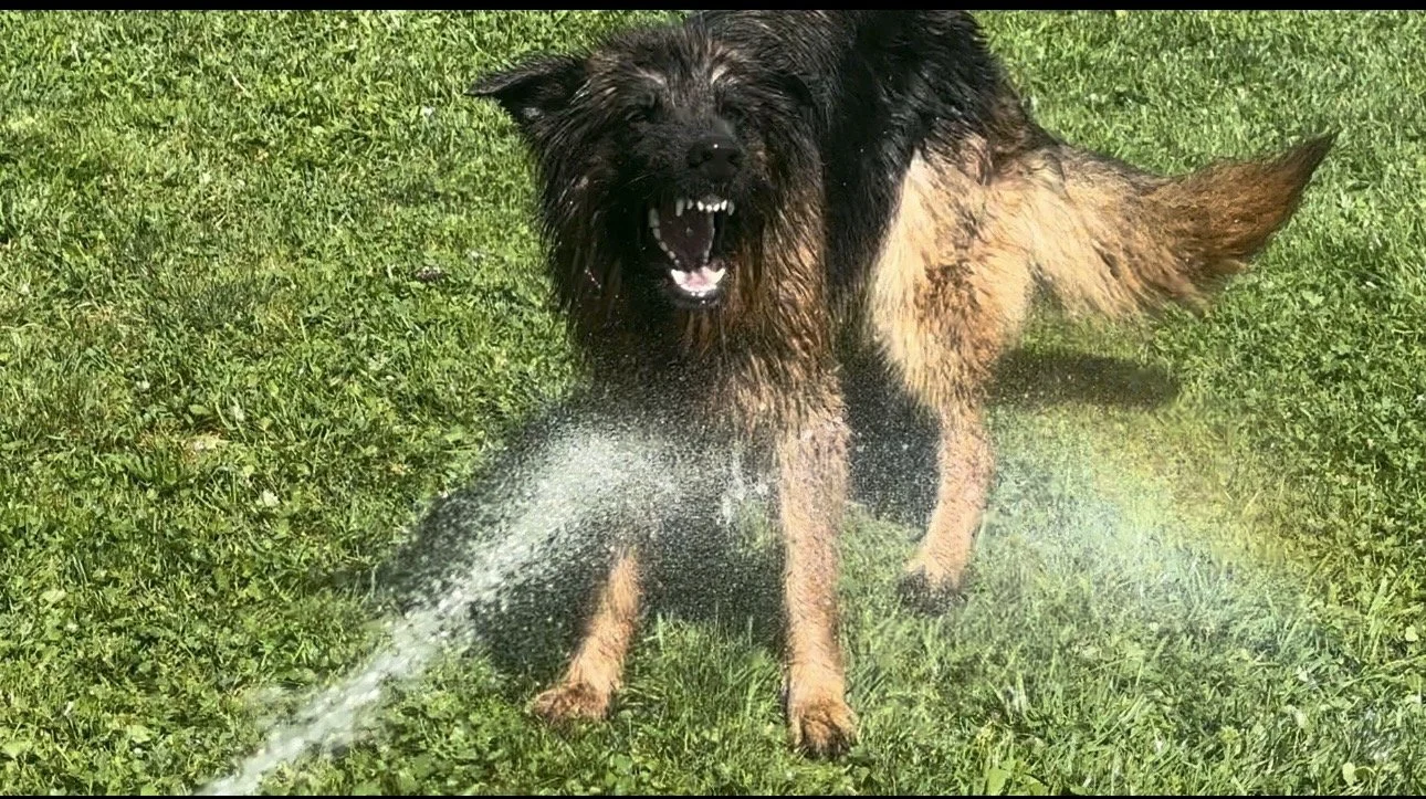 A wet German Shepherd dog playing outdoors on grass, chasing a water spray with its mouth open.