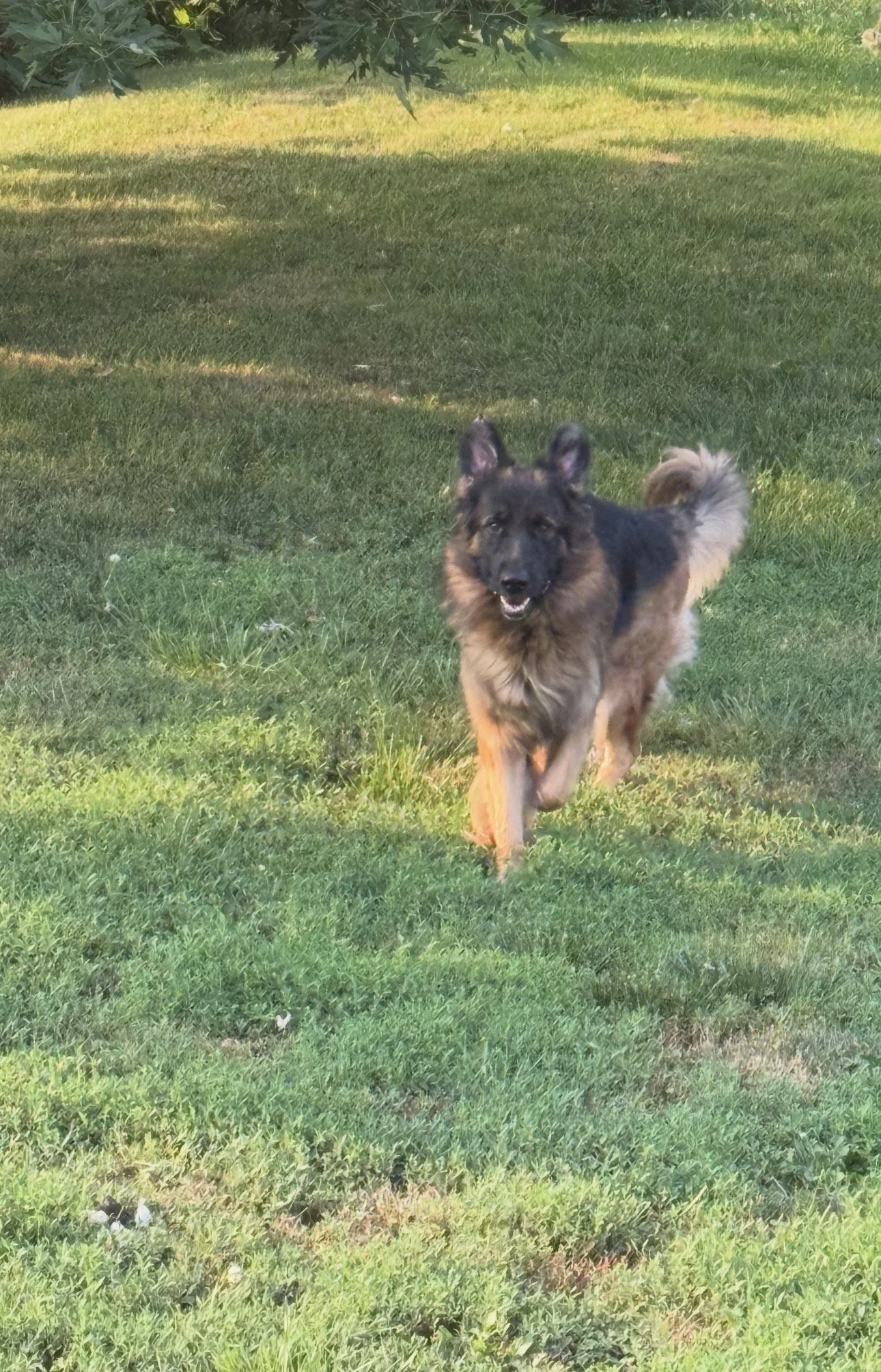A German Shepherd dog running on a grassy lawn with trees in the background.