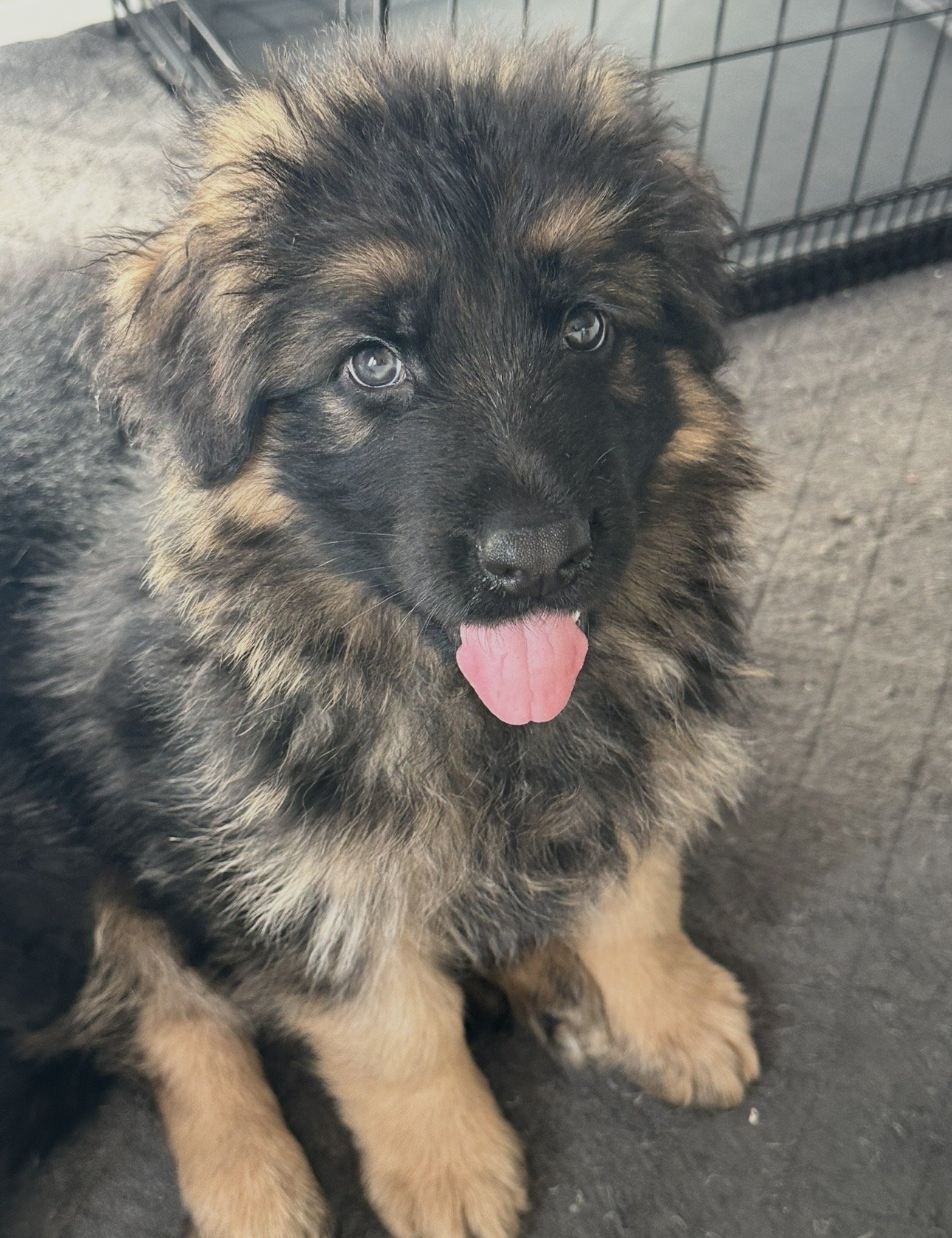 A fluffy German Shepherd puppy sitting on a black surface with a metal crate in the background, sticking out its pink tongue.