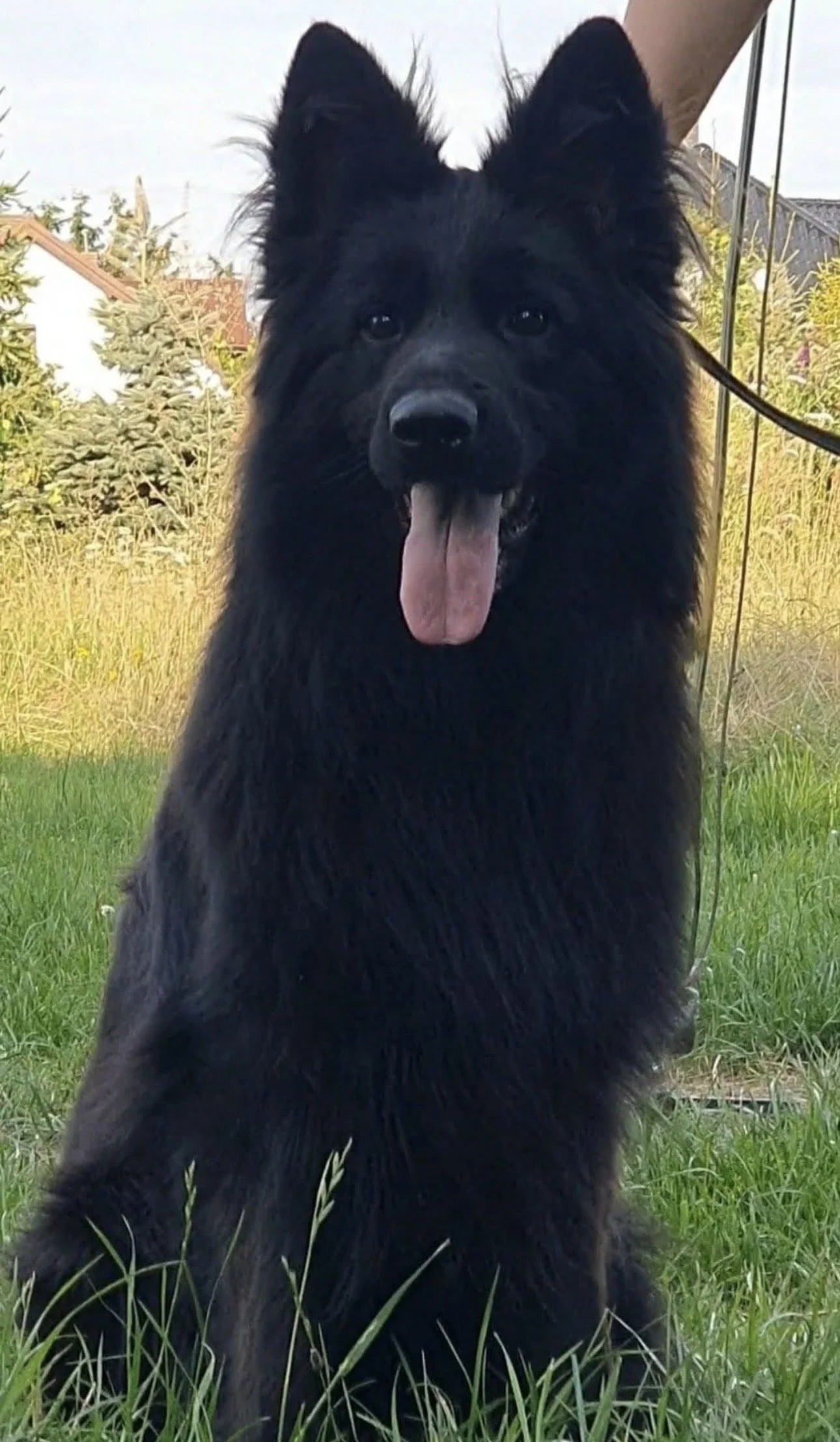 A black dog, possibly a Belgian Sheepdog or similar breed, sitting on green grass outdoors with buildings and trees in the background, with its tongue out.