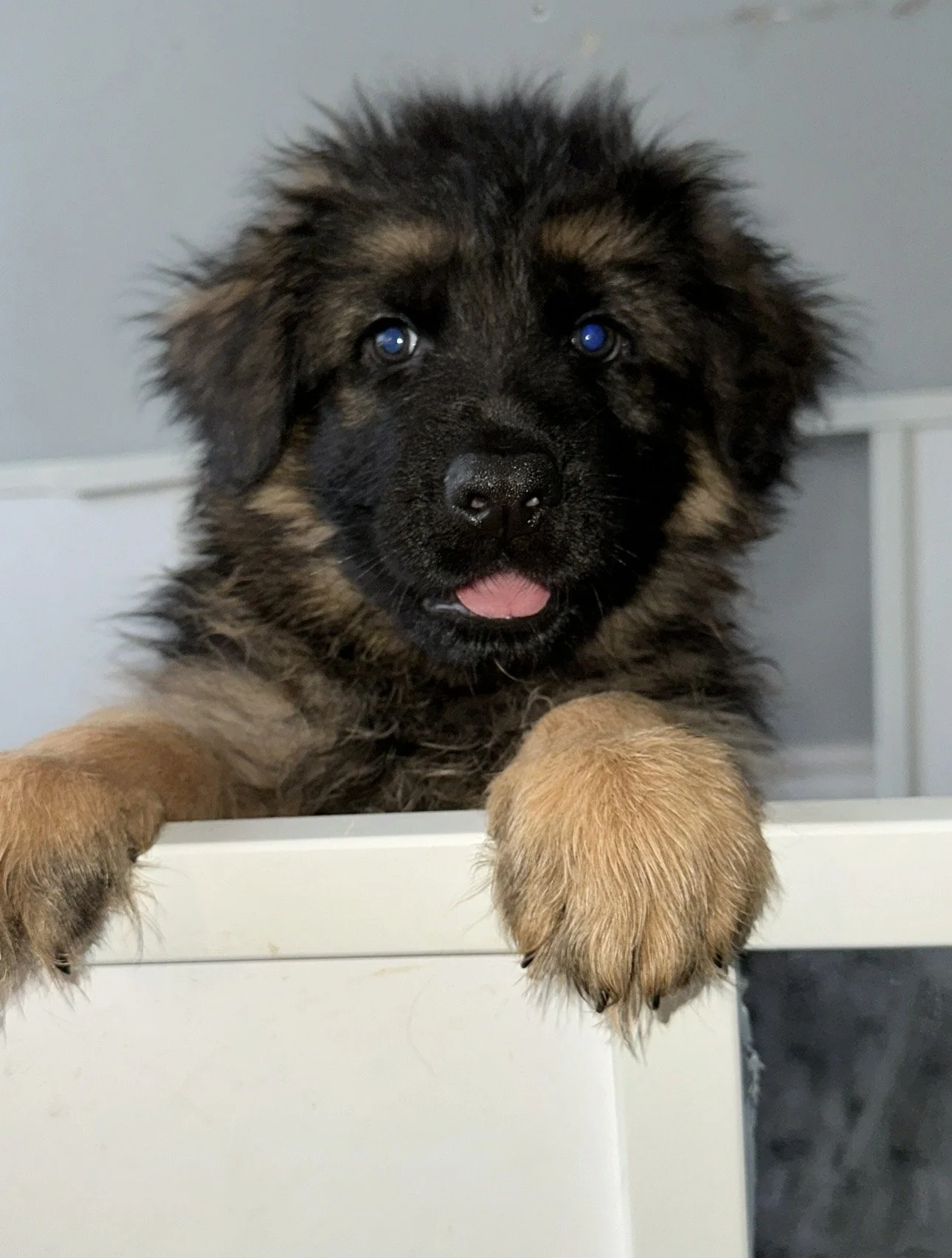Cute German Shepherd puppy with black and tan fur, blue eyes, and pink tongue, resting its paws on a white surface.