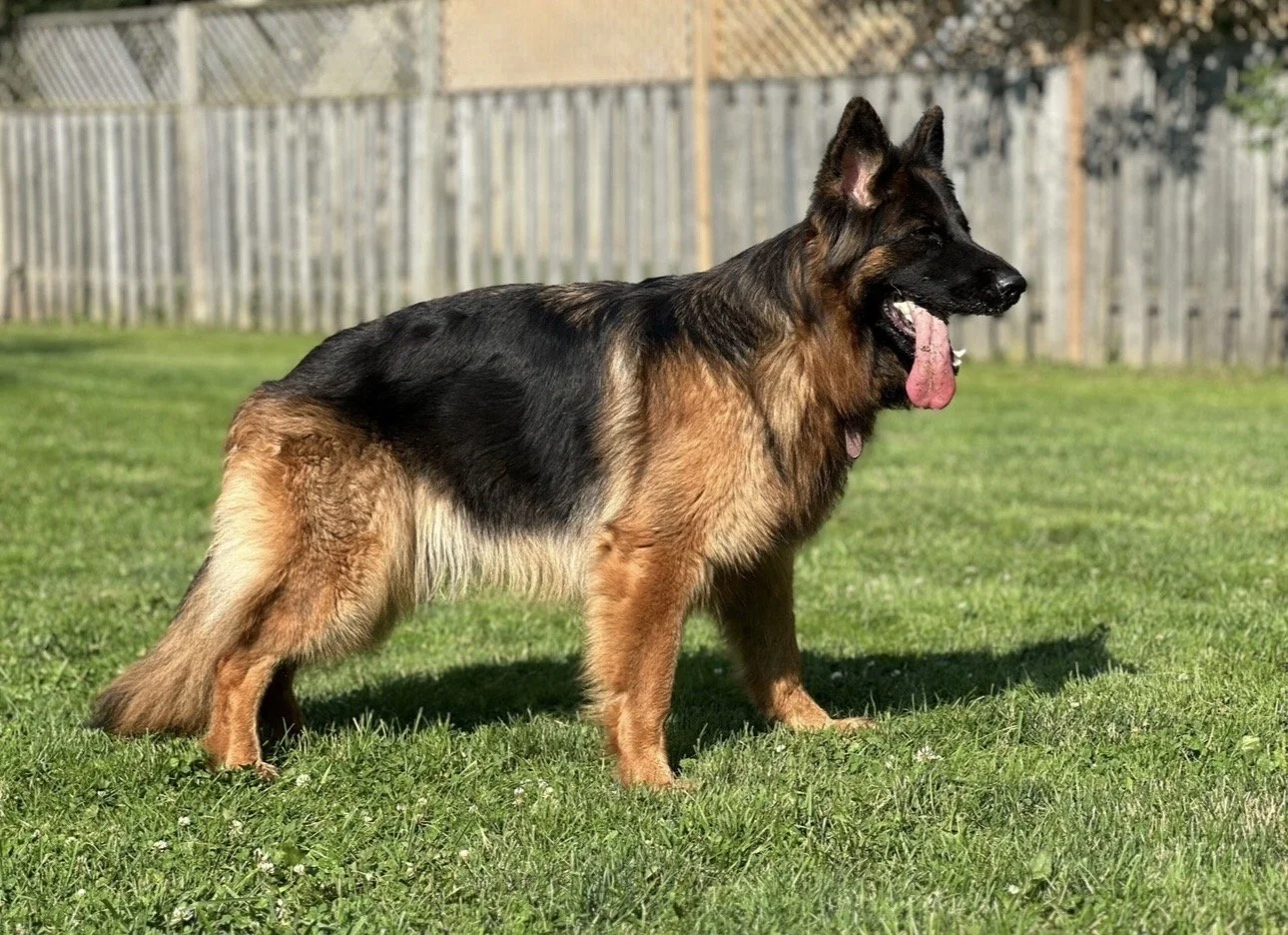 A German Shepherd dog standing on a grassy lawn with a wooden fence in the background, panting with its tongue out.