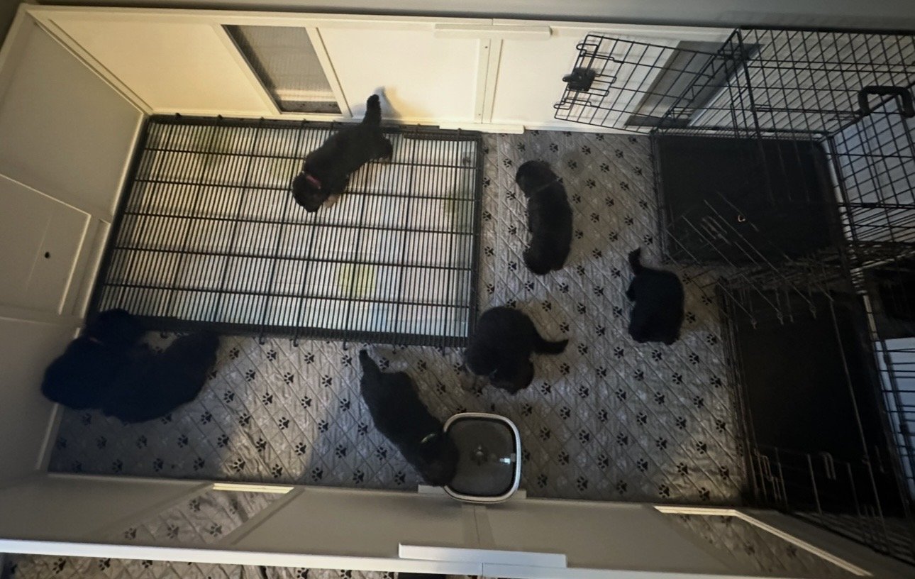 Six puppies in a laundry room, some near a black pet gate, one on a black blanket, and others exploring the tiled floor, with large wire crates on multiple sides.