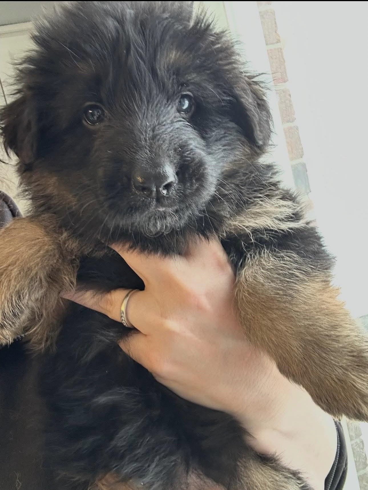 Close-up of a fluffy black and brown puppy with a person's hand holding it.