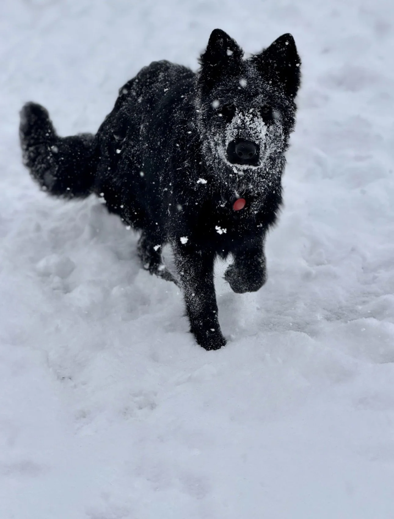 A black dog running in the snow with snow on its face and body.