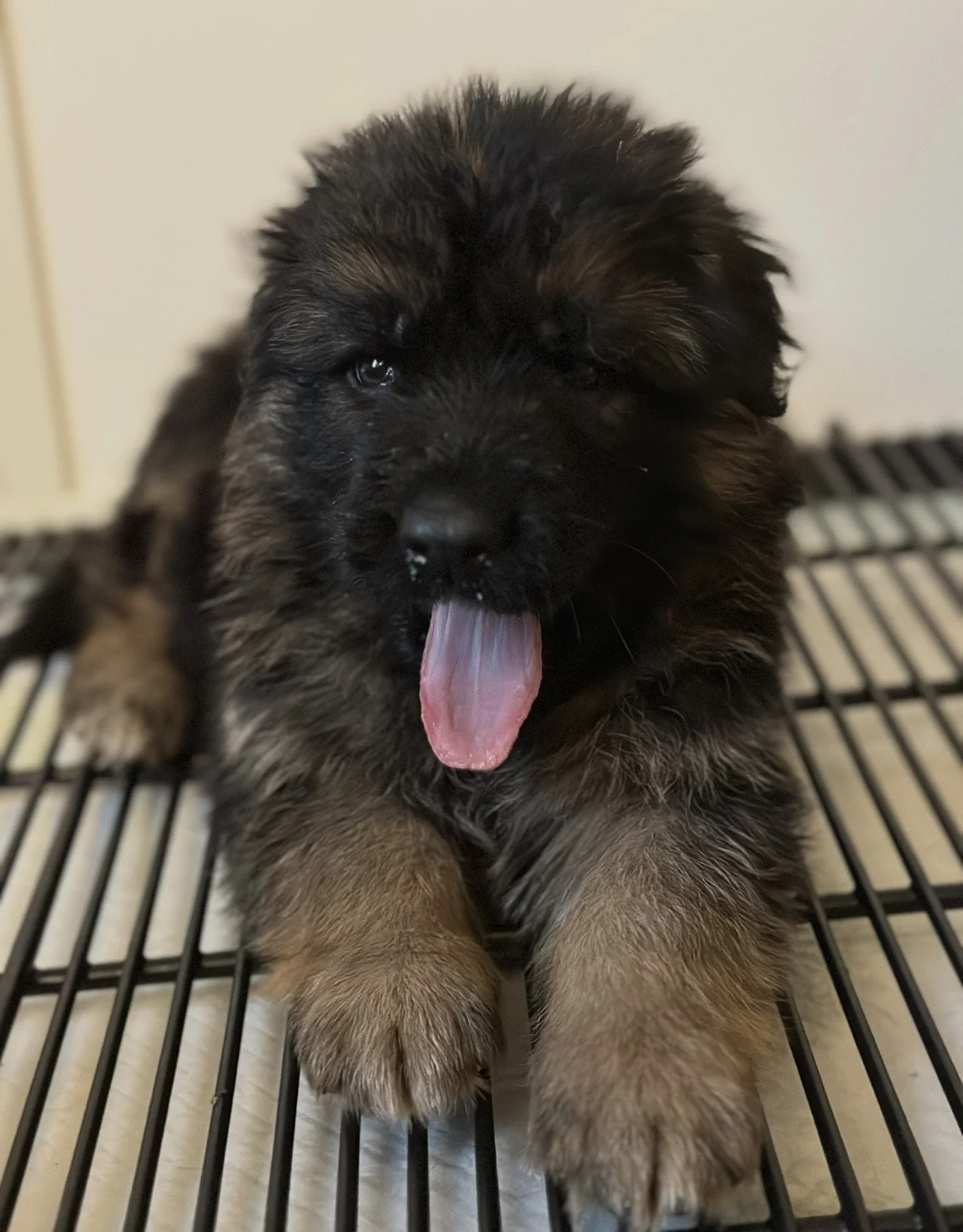 A fluffy black and brown puppy with its tongue out, laying on a metal grate.