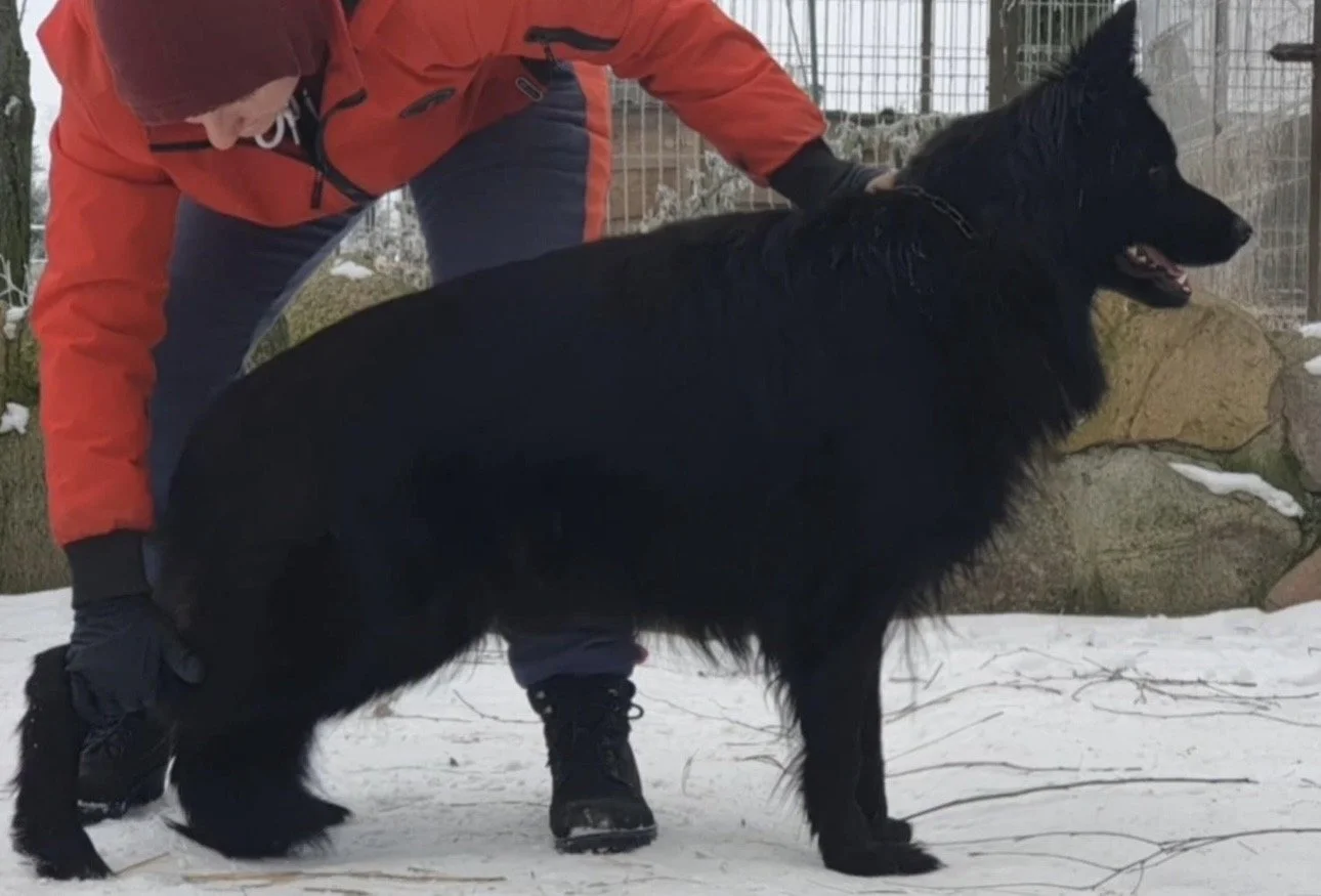 Person in orange jacket and black gloves handling a black dog on a snowy ground, with rocks and a fence in the background.
