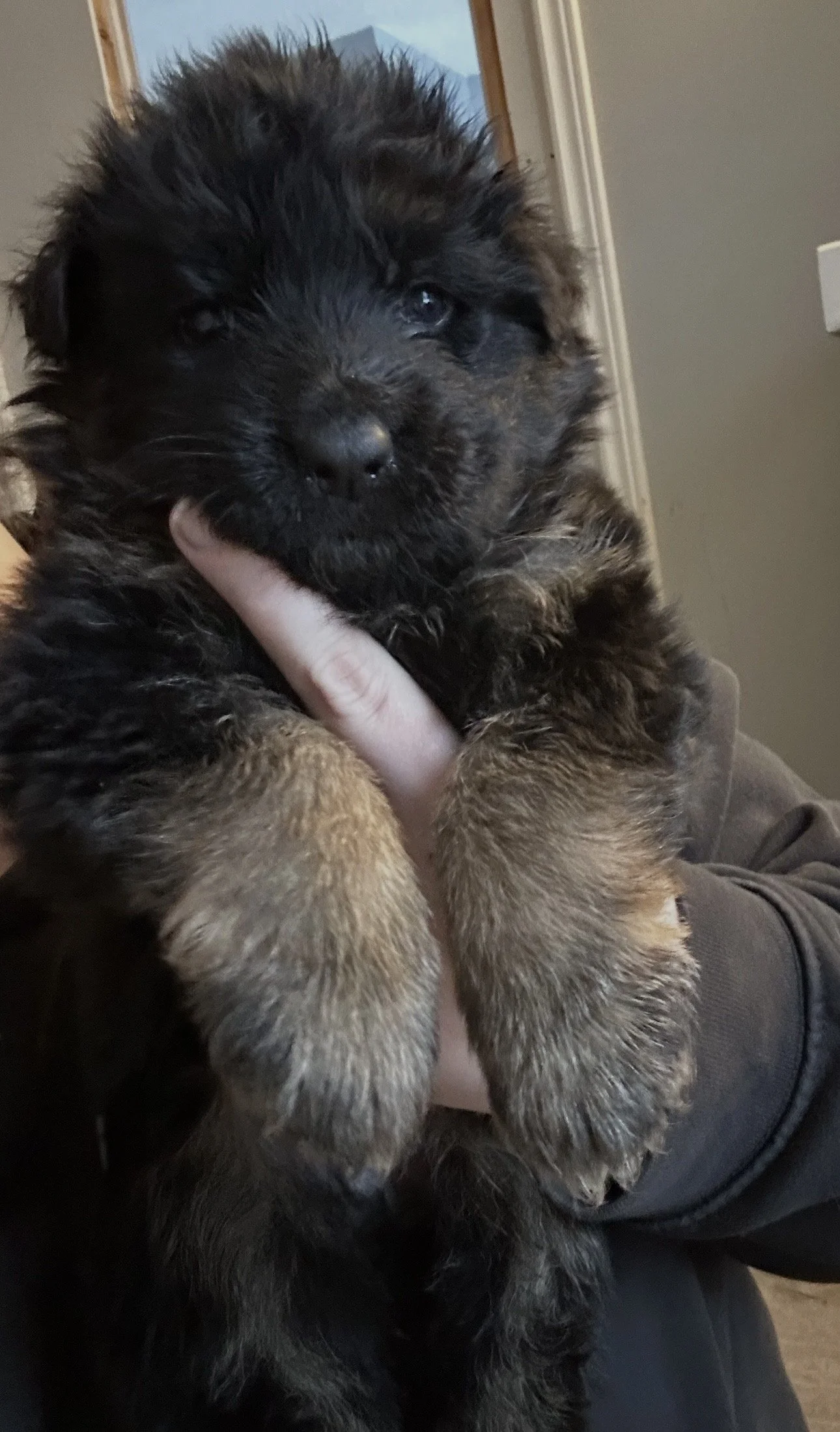A person holding a fluffy black and tan puppy with a calm expression, indoors near a window.