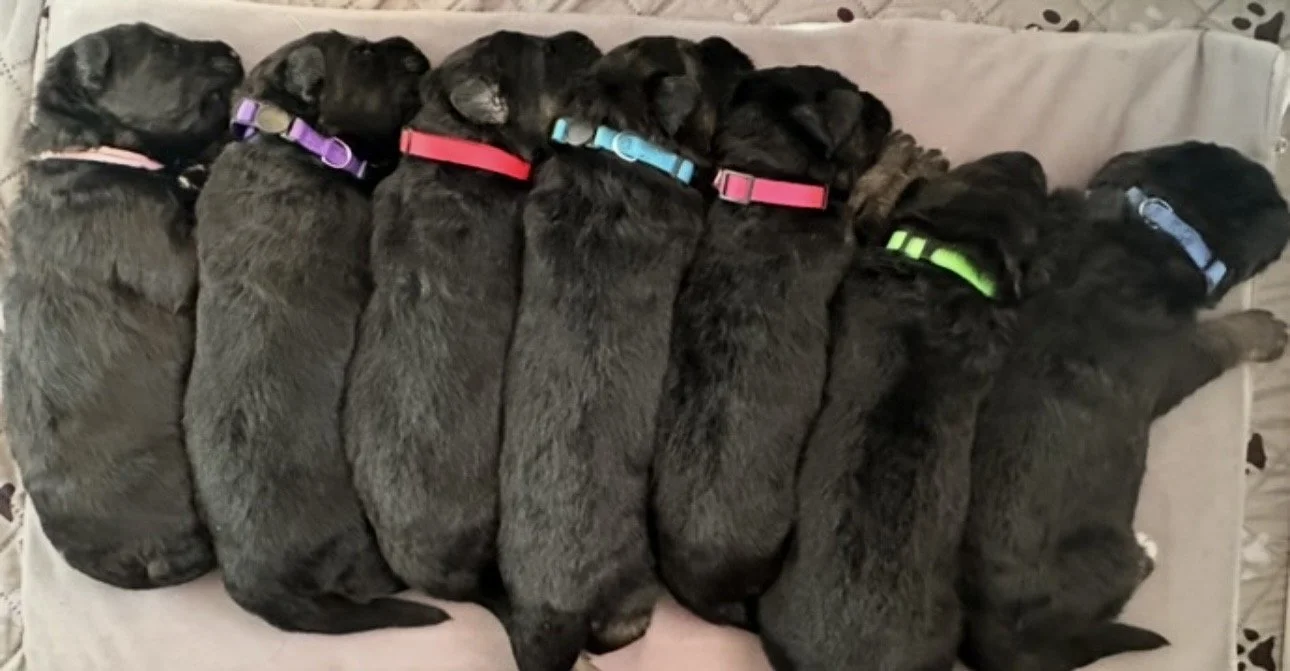 Eight black Labrador Retriever puppies lined up and sleeping together on a light-colored surface, each wearing a different colored collar.