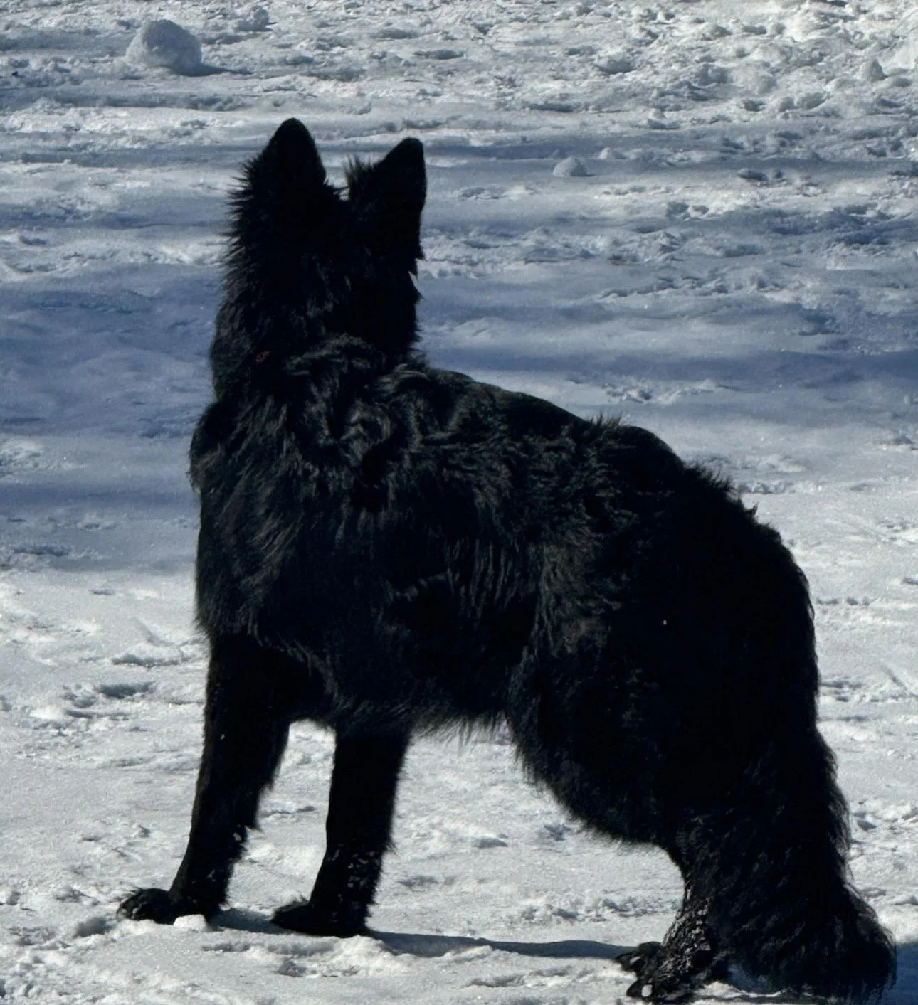 A black, furry dog standing on snow, facing away.