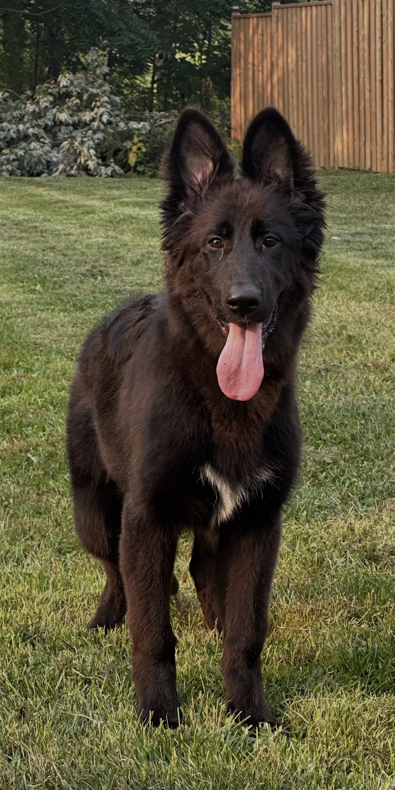A black German Shepherd puppy with large ears, sitting on grass in a backyard with greenery and a wooden fence in the background.