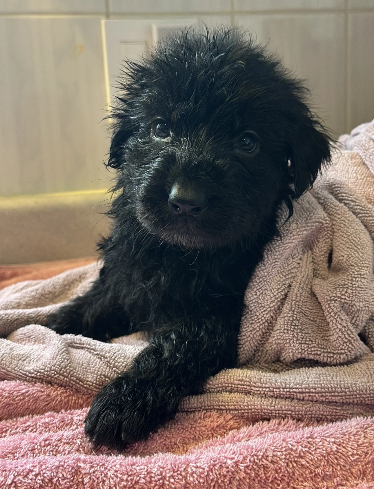 A black puppy with wet fur lying on a pink and beige blanket.