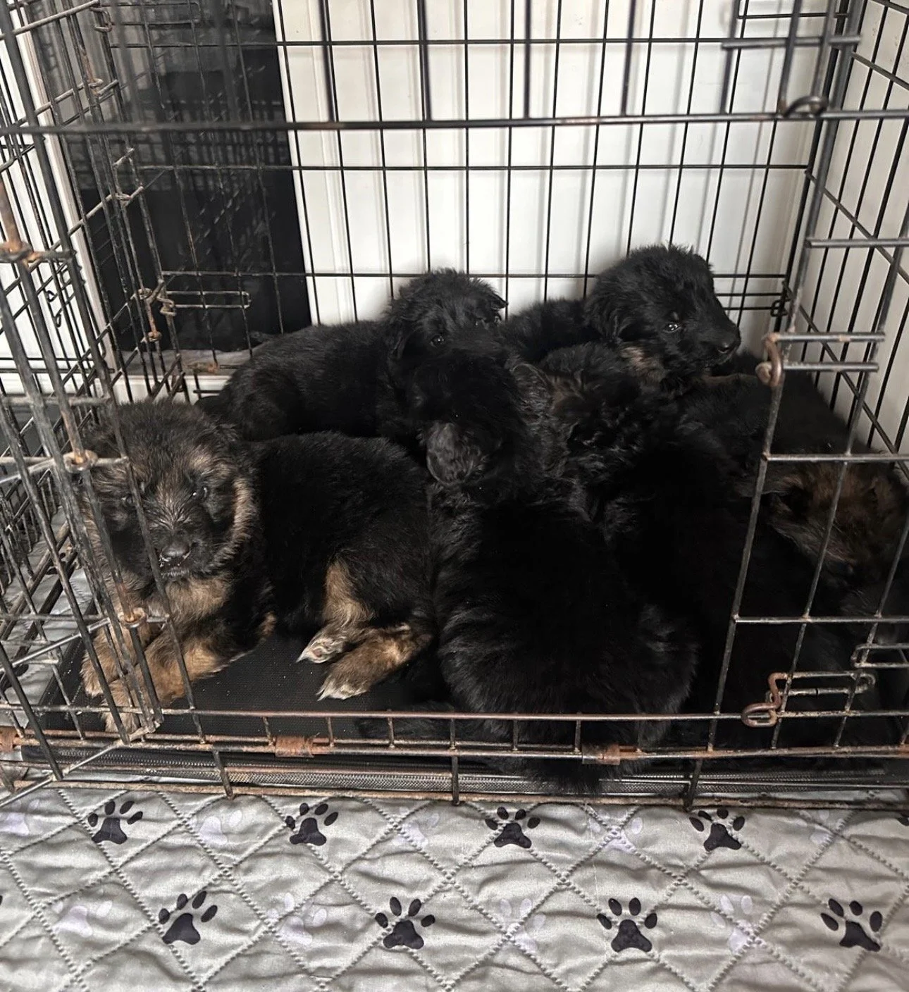 A group of black and brown puppies in a wire crate, resting on a quilted mat with black paw prints.