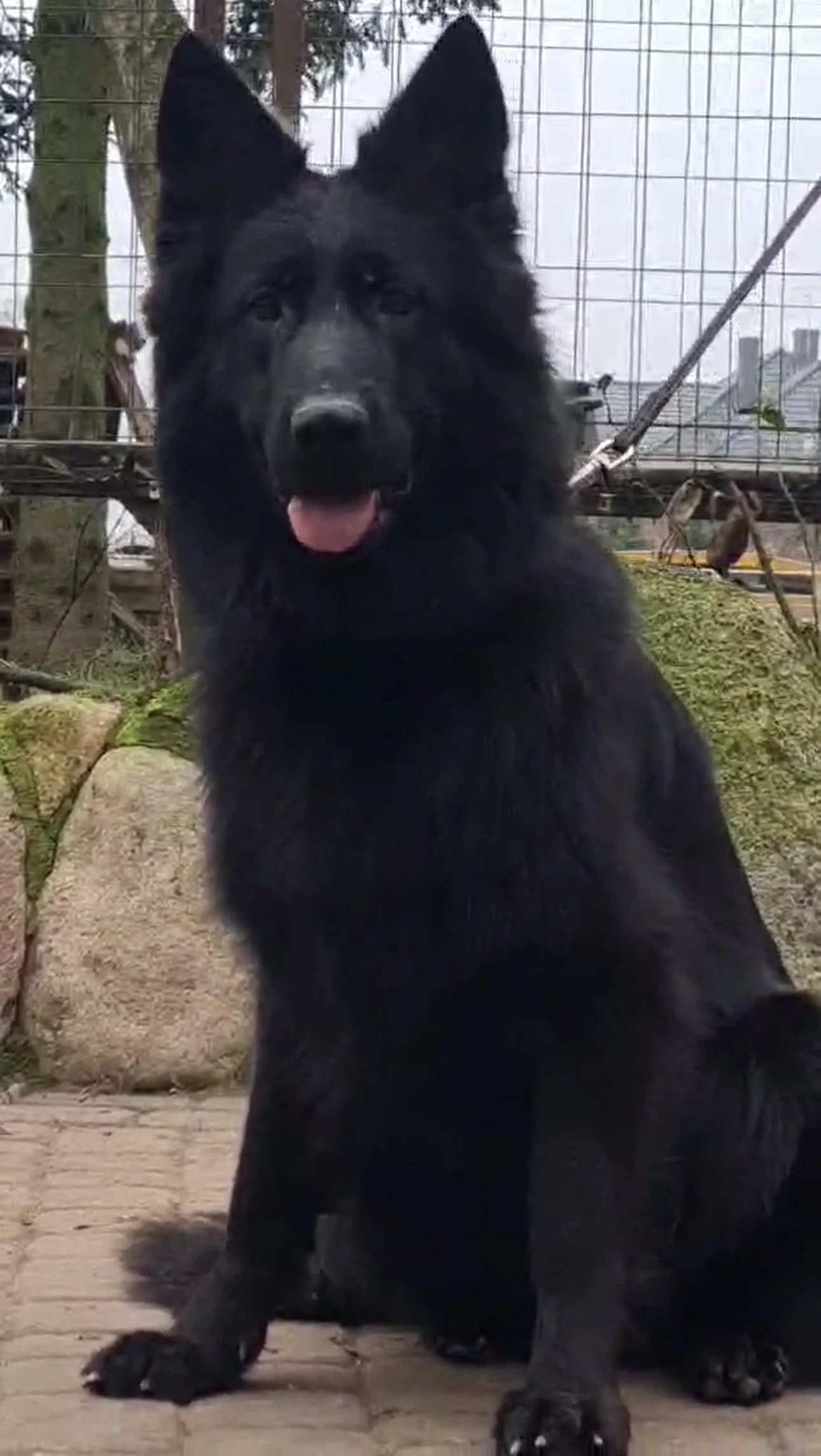 A black dog, likely a German Shepherd, sitting outdoors in front of a wire fence with trees in the background.