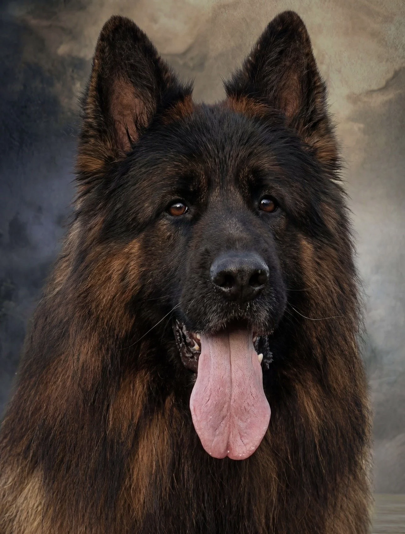 Close-up of a German Shepherd dog with its tongue out, showing a dark coat with brown markings, against a neutral background.