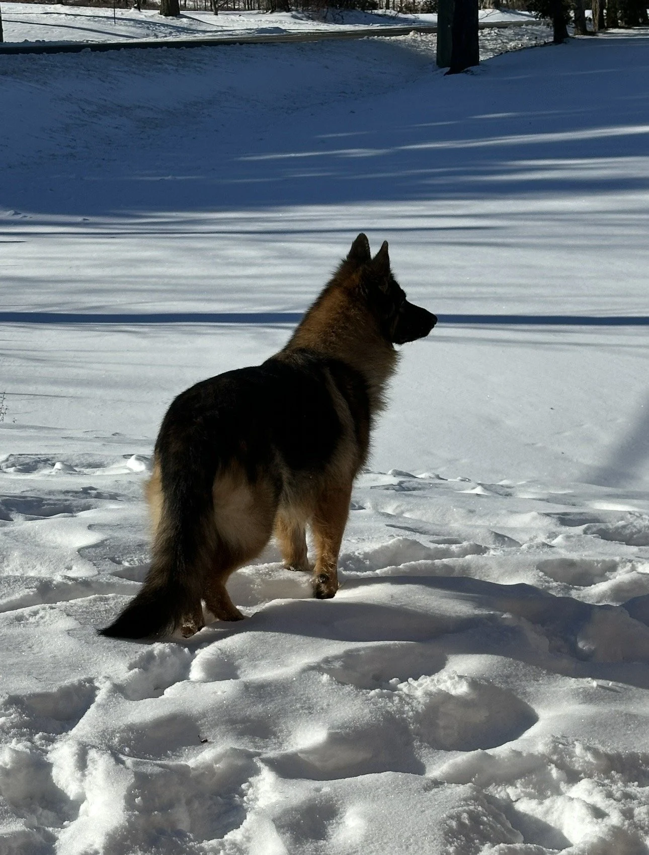 A German Shepherd dog standing in the snow, looking into the distance, with snow-covered ground and trees in the background.