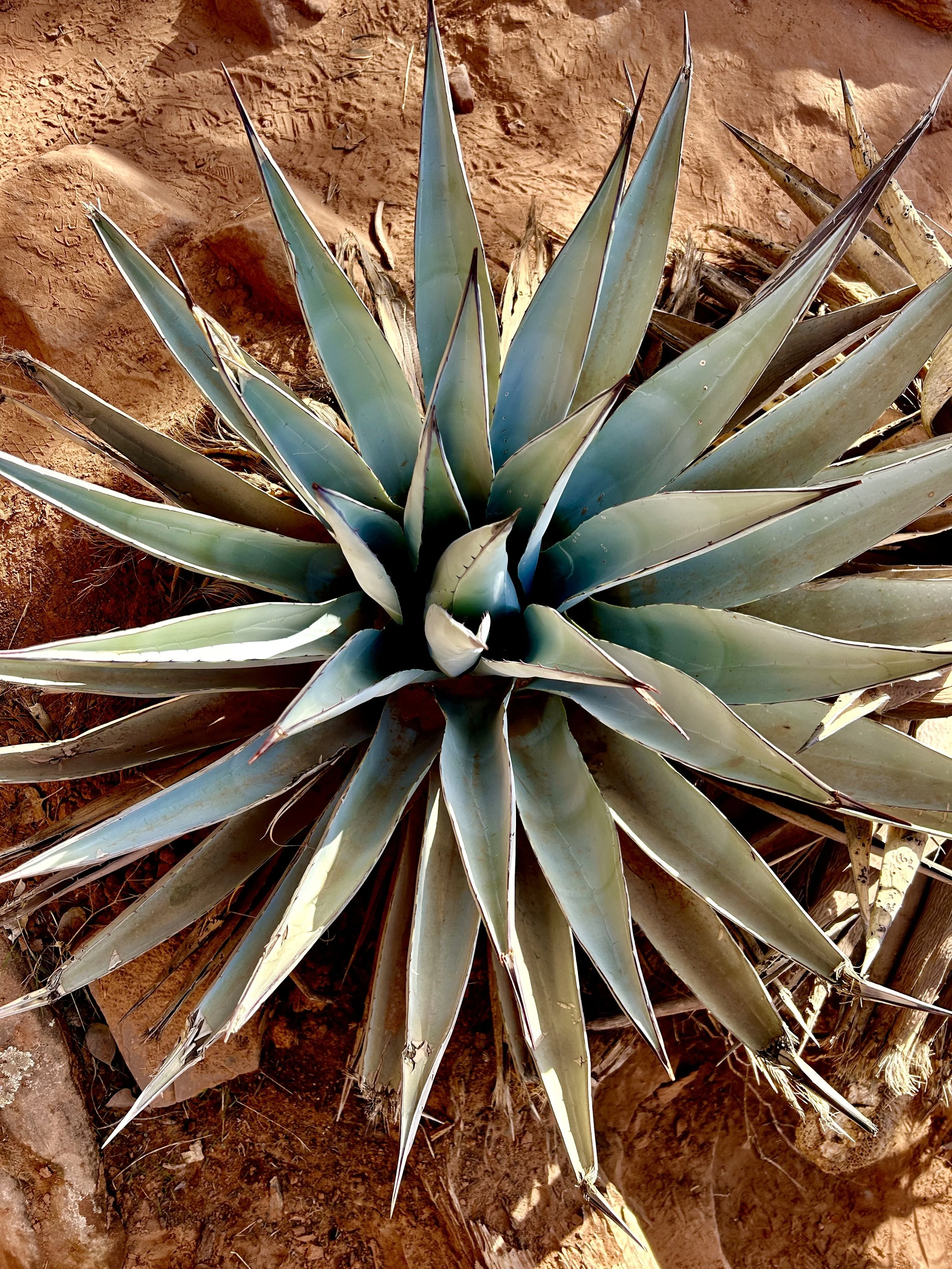 Emerging Adult Coaching