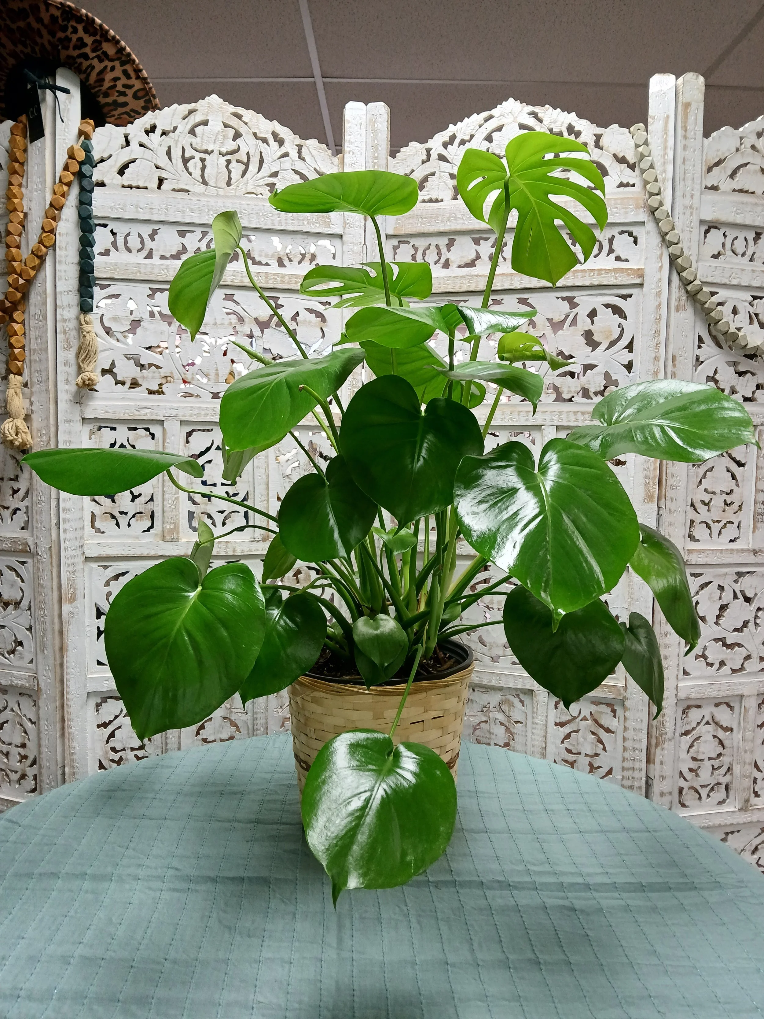 Monstera Deliciosa