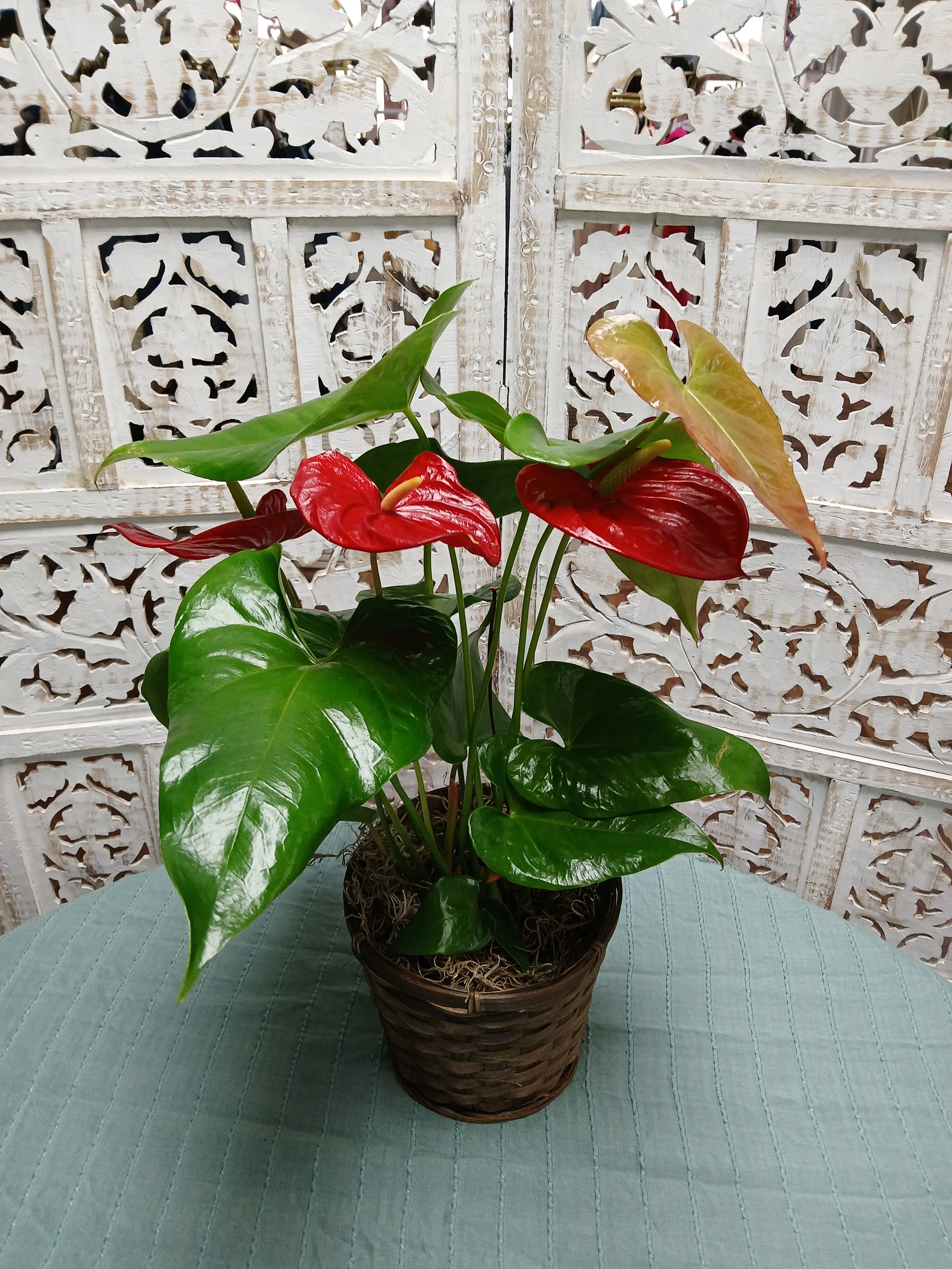 Anthurium