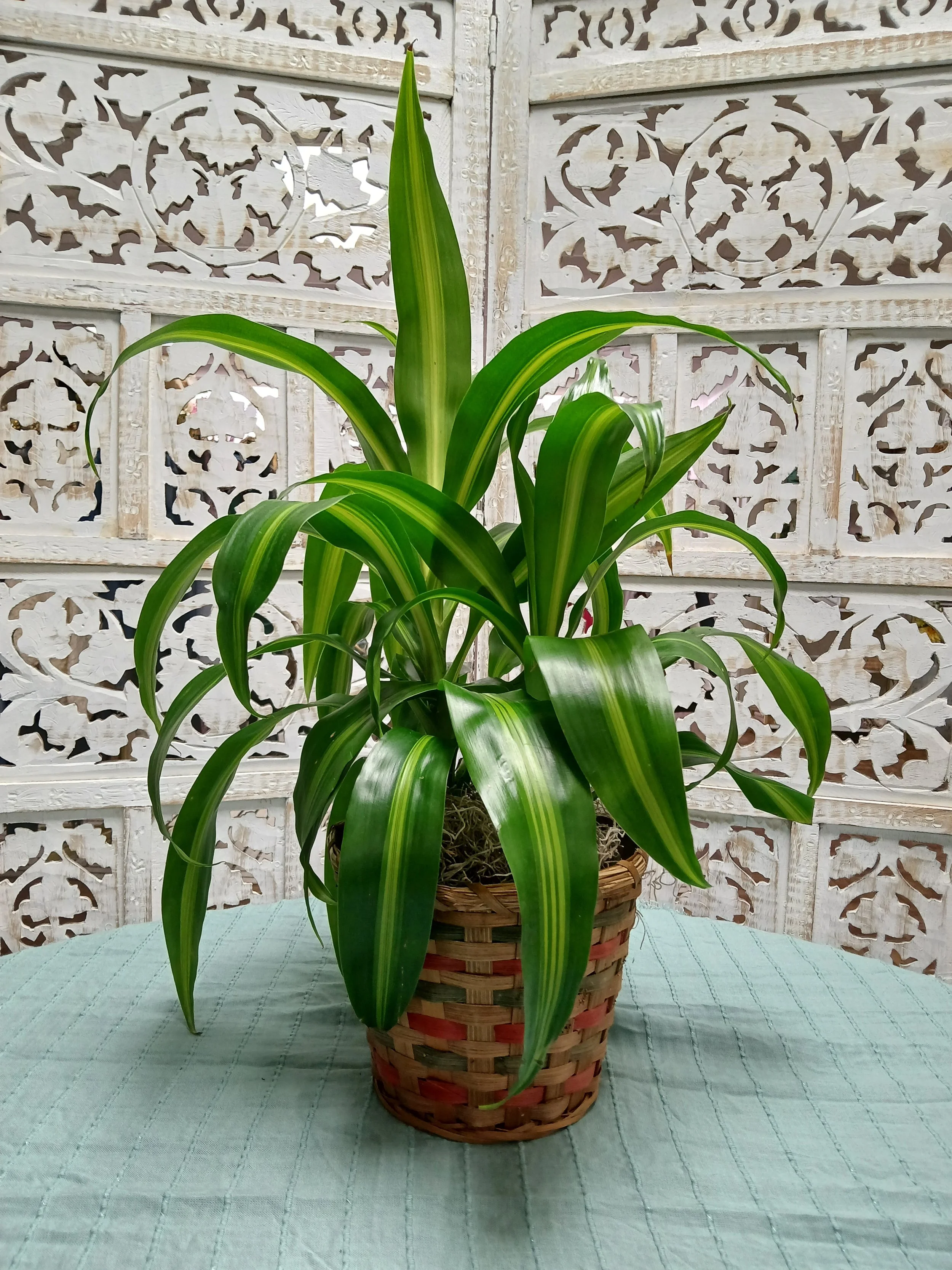 Dracaena