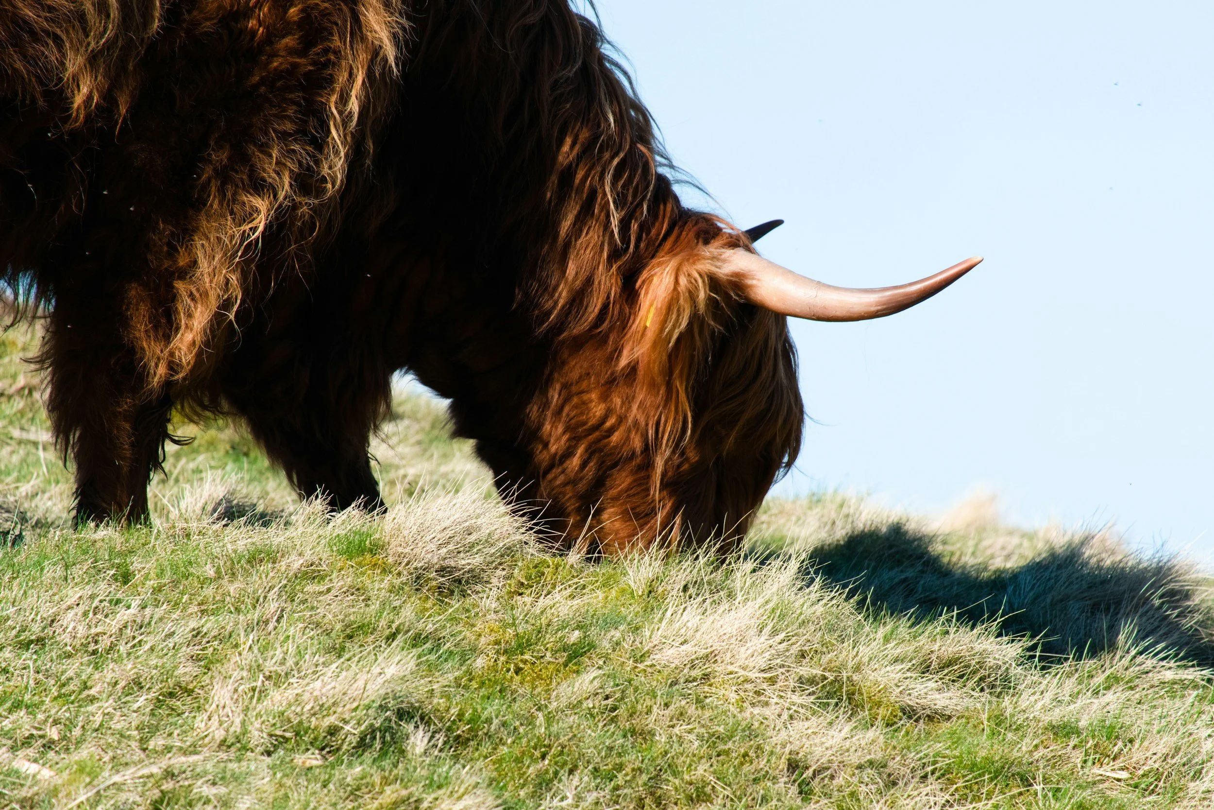 Dry-Aged Native Beef