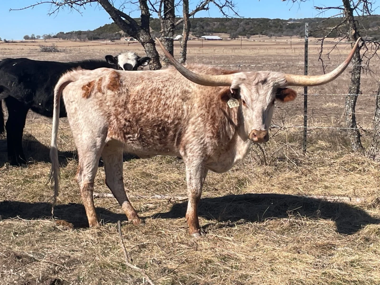 1450 E Farm Rd #219, Hico, TX 76457