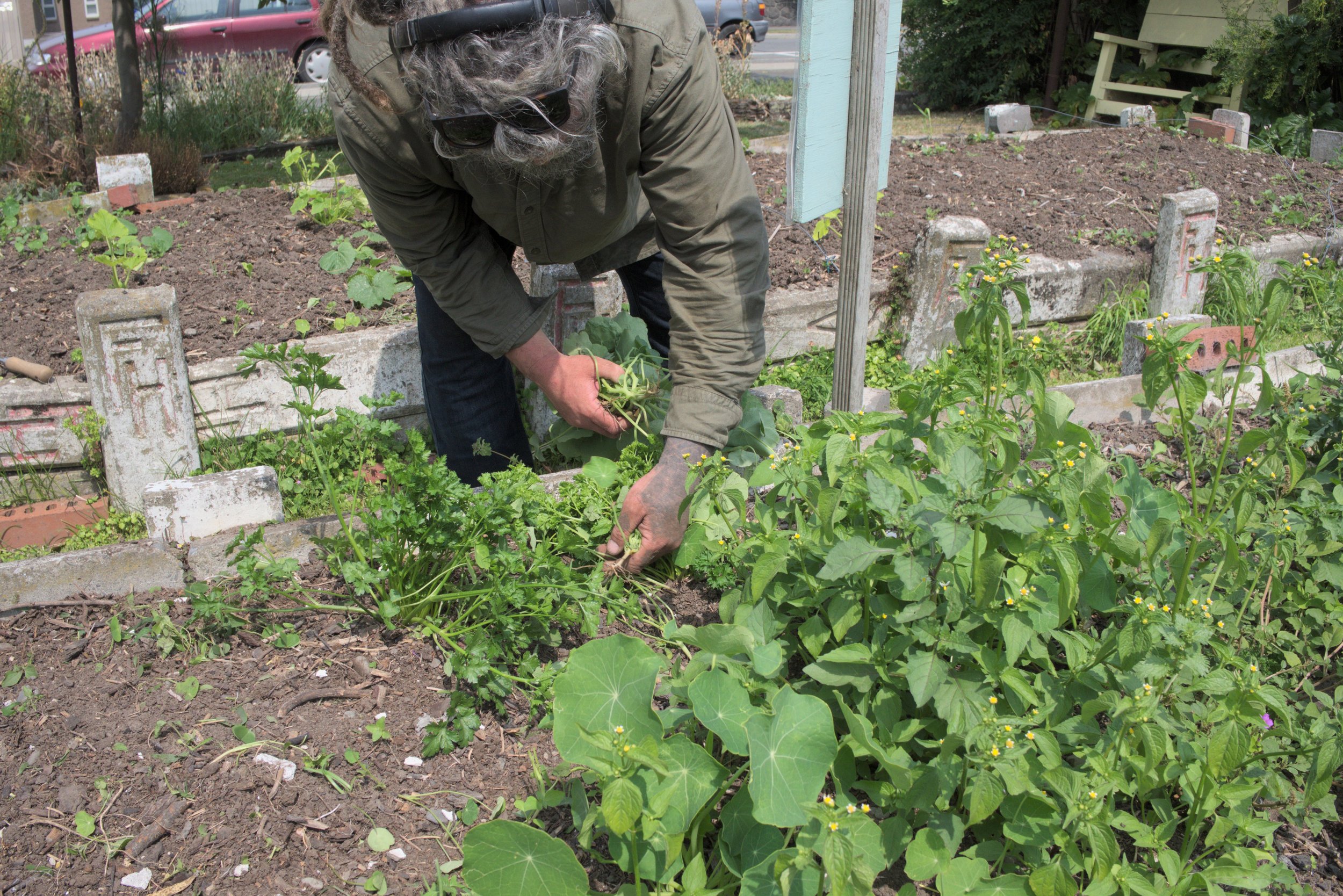 A person gardening in a backyard flower bed, tending to green plants and flowers.
