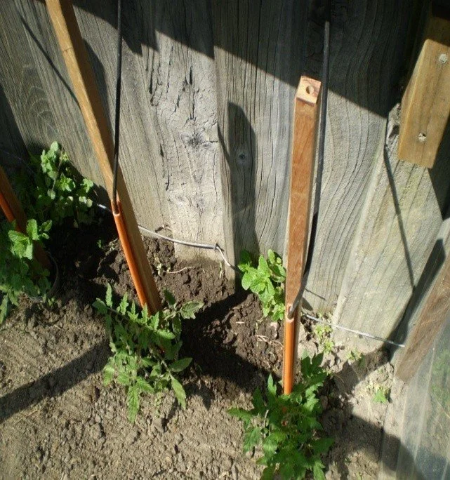 Picture58.jpg