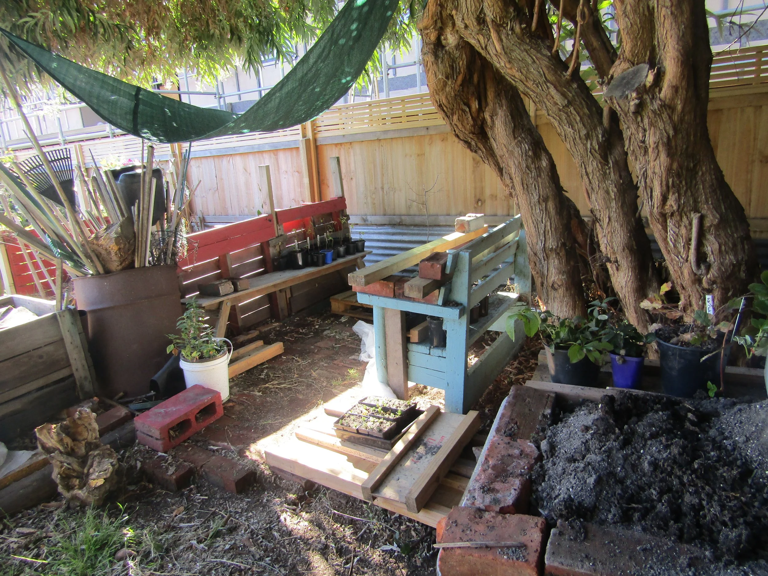 backup nursery 2 during covid -Manager's backyard 1.JPG
