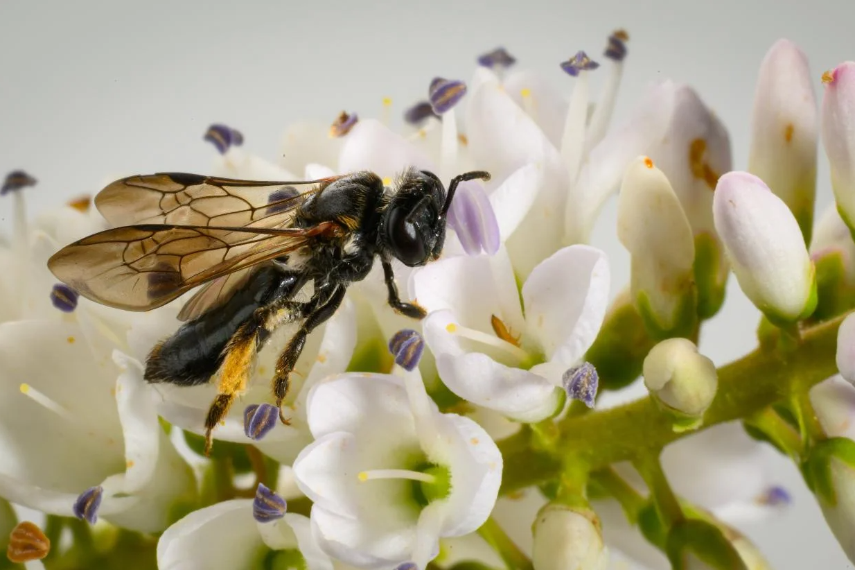 Native Australian bee rediscovered in Christchurch 