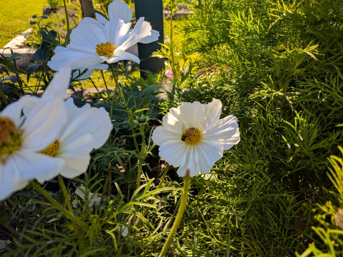 Close-up of white flowers with yellow centers in a garden, with green foliage and sunlight.