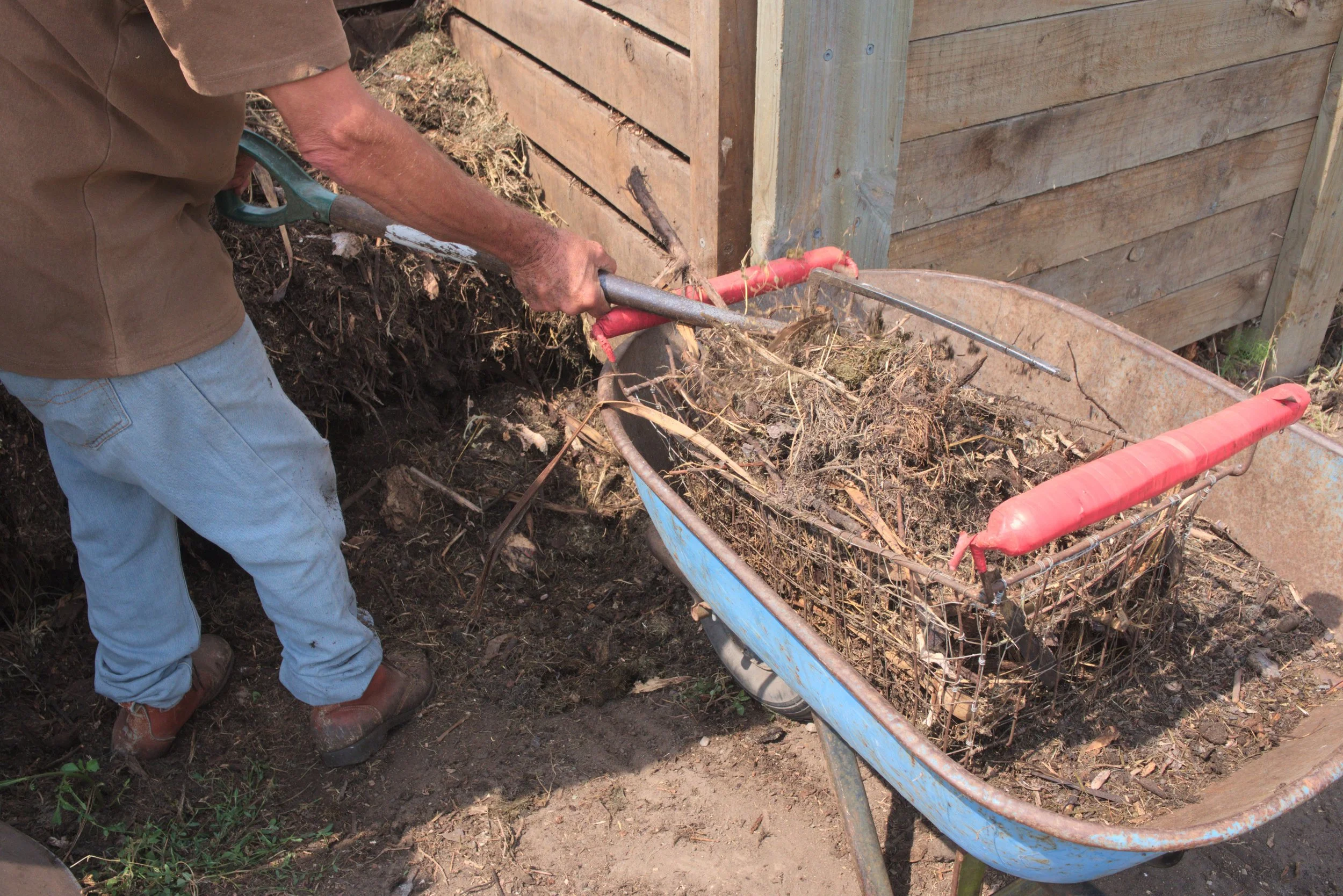 Person using a rake to fill a rusty wheelbarrow with yard debris near a wooden fence.