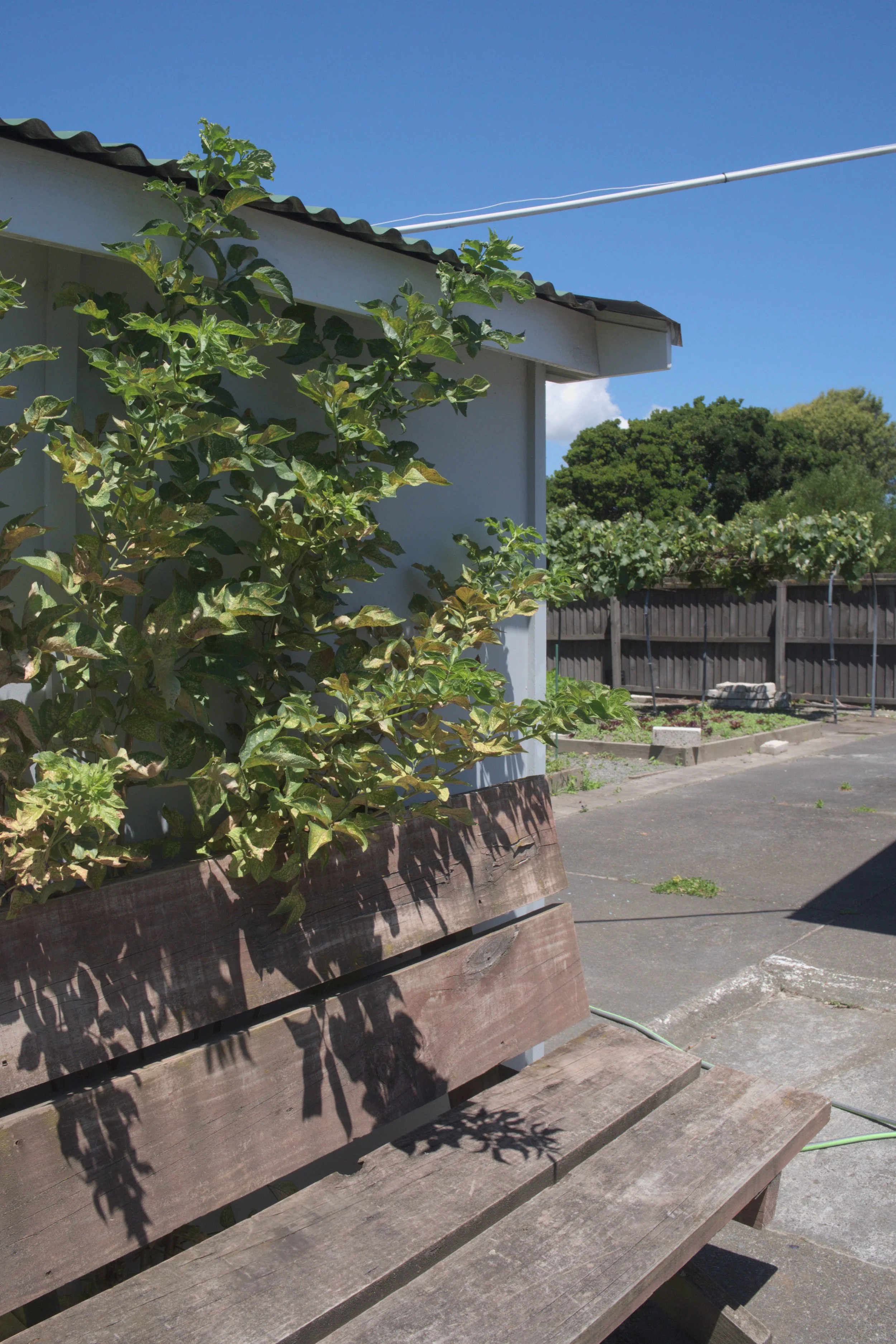 A wooden bench casts shadows of leafy plants on it, situated outside next to a white building under a clear blue sky.