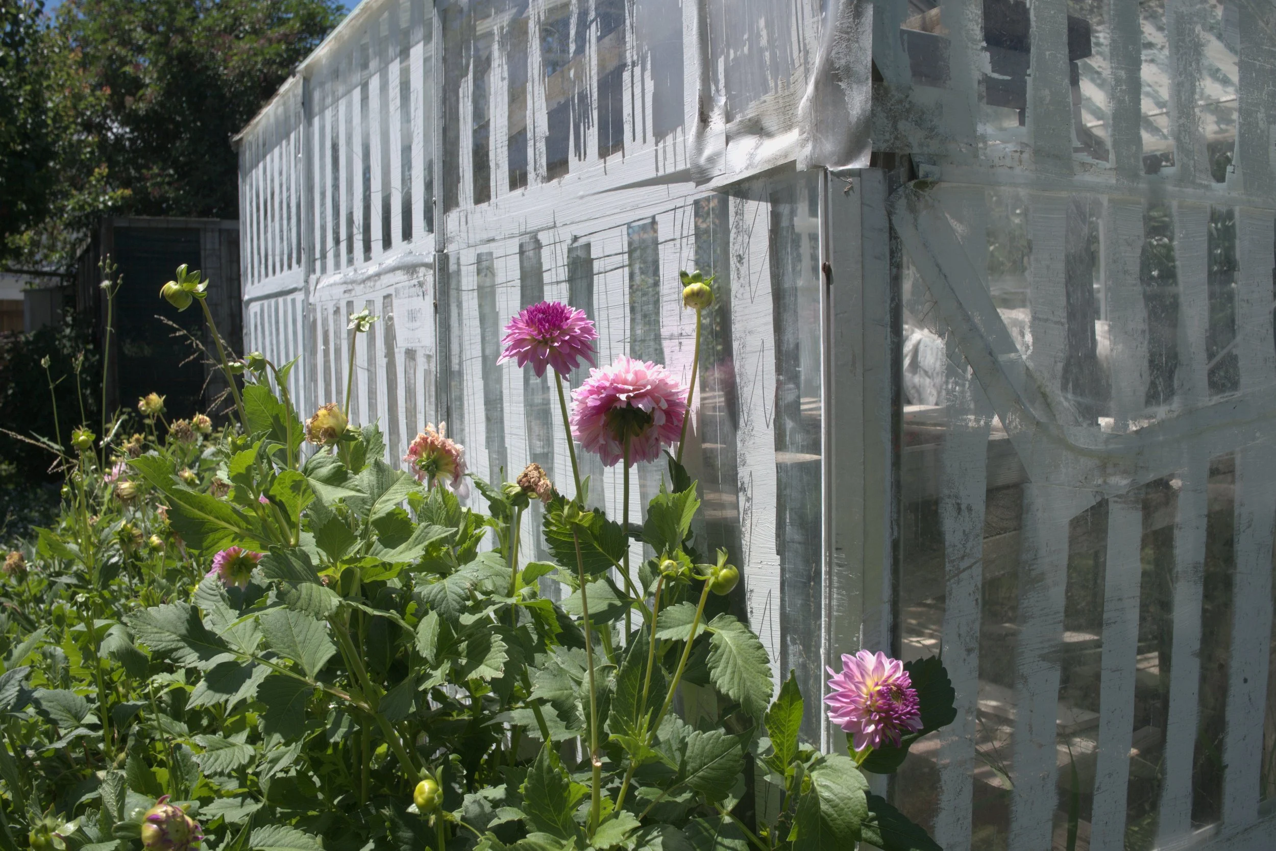 Pink and purple dahlias blooming in front of a white greenhouse with glass panels.