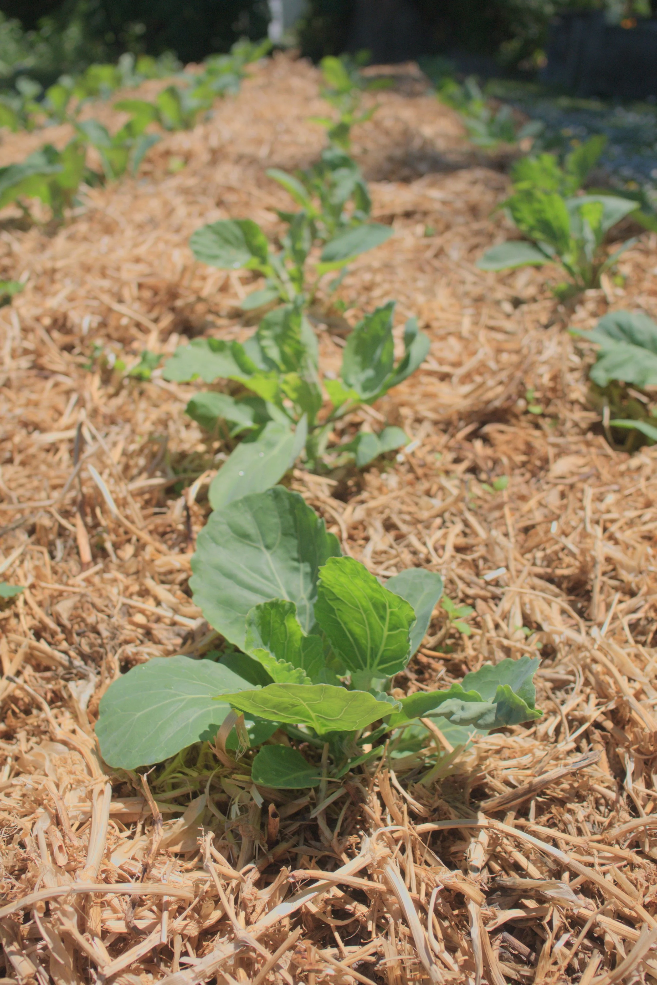 Young vegetable plants growing in soil with straw mulch in a garden.