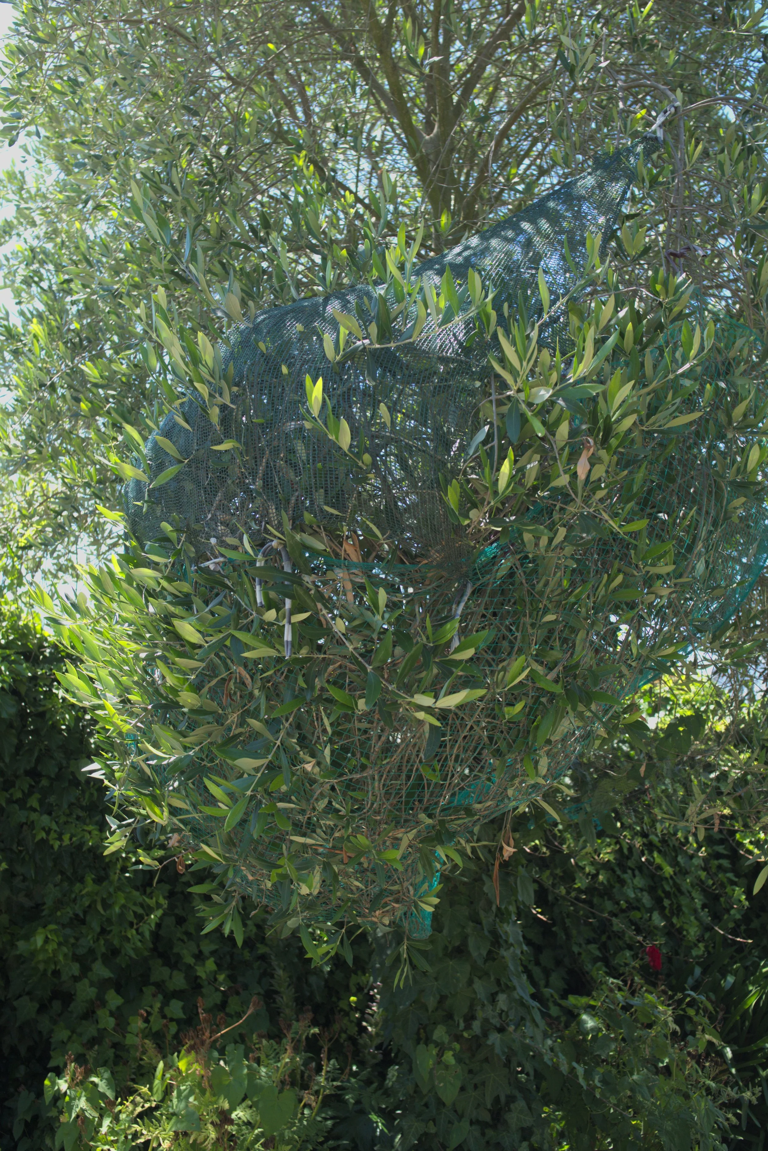 Olive tree