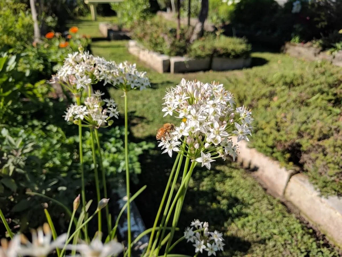 White flowering plants with a bee on one of the flowers in a garden.