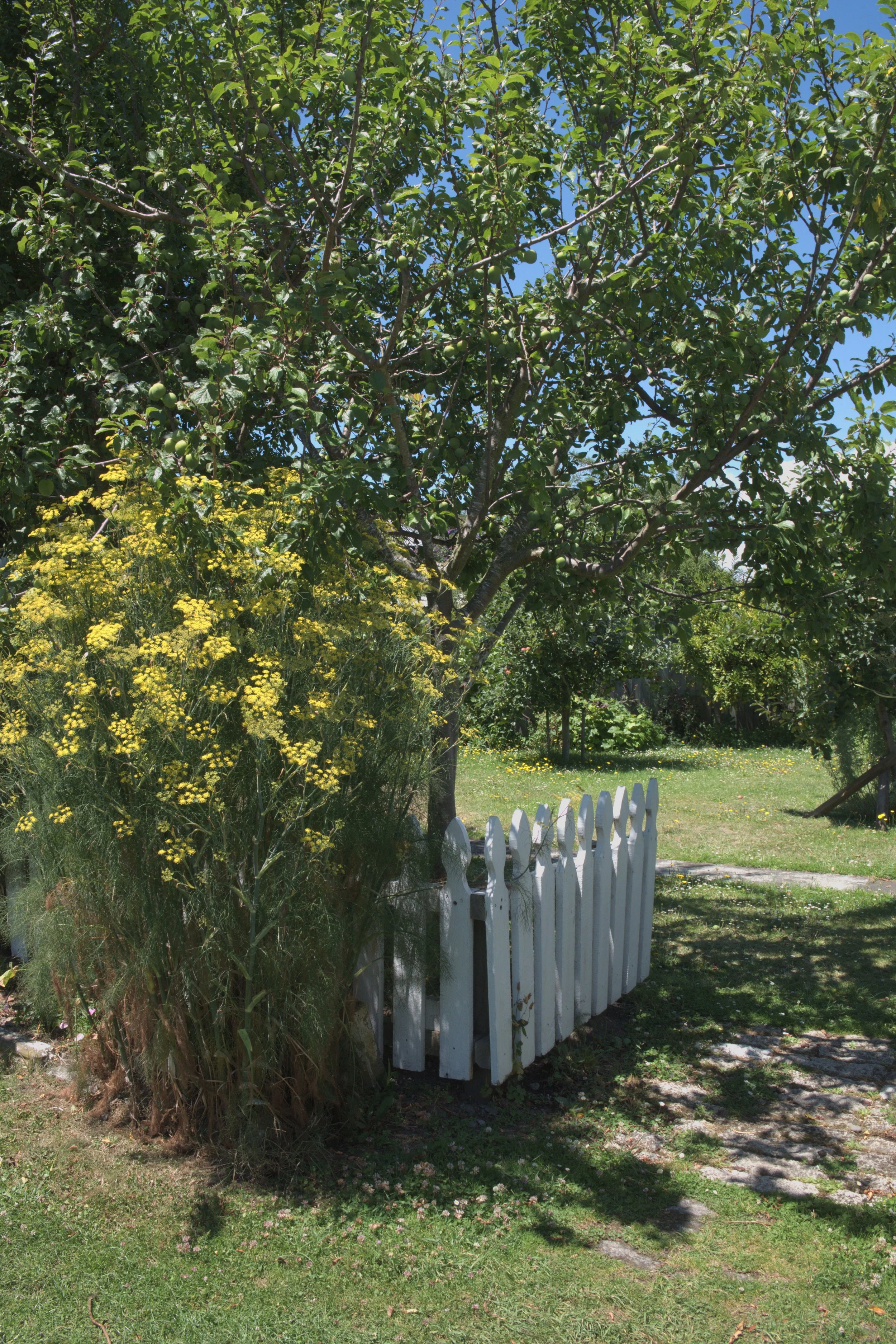 A garden with a large tree, yellow flowering plants, a white picket fence, and a grassy lawn in the background.