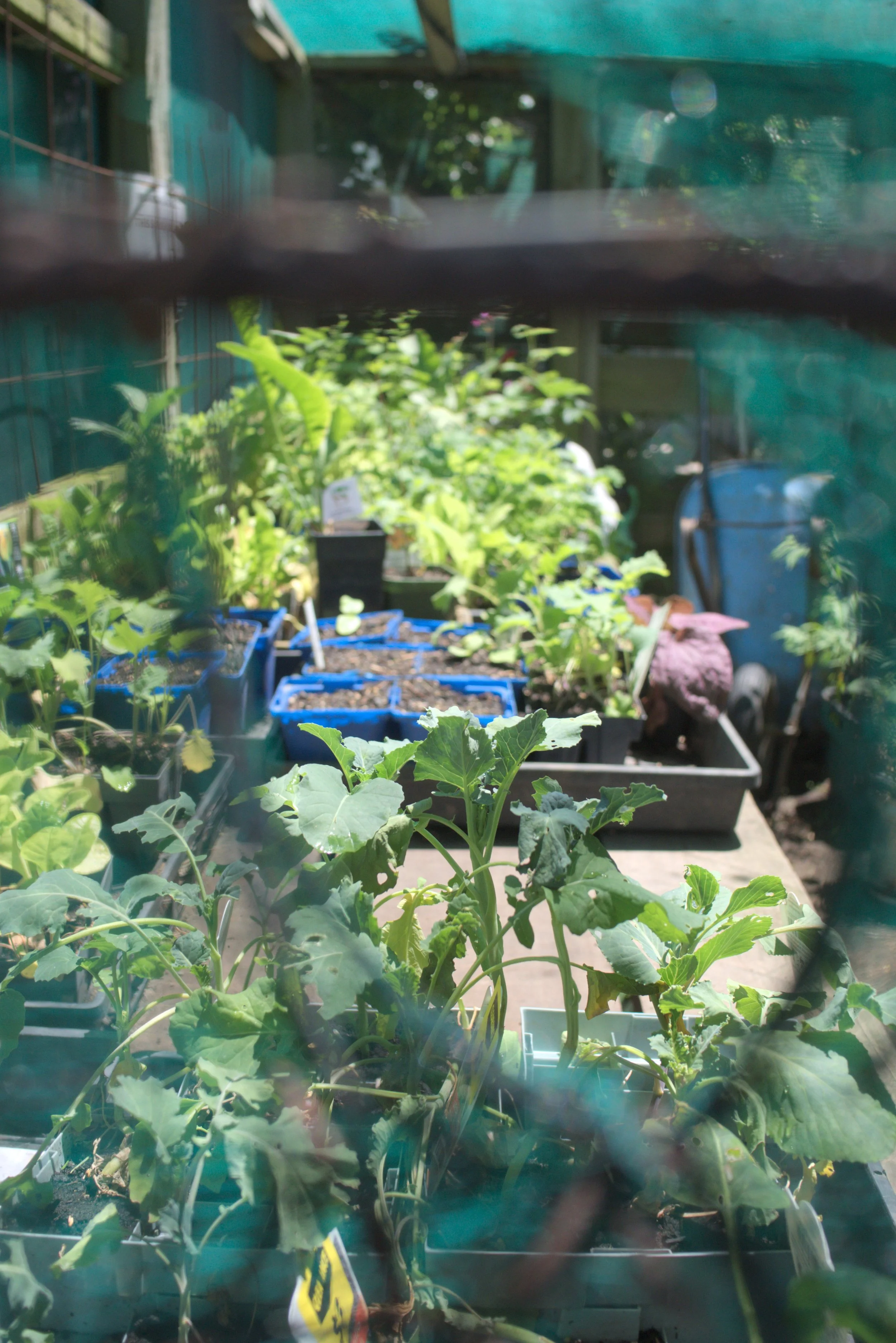 A view of a garden through a window with a wire mesh screen, showing potted plants and seedlings in a sunny outdoor space.