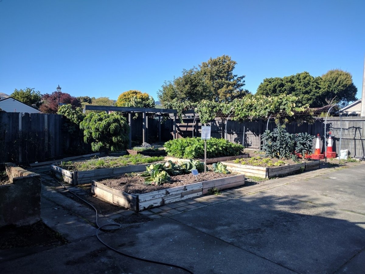 A small backyard garden with wooden raised beds filled with various vegetables and plants, surrounded by a black wooden fence, with trees and a clear blue sky in the background.