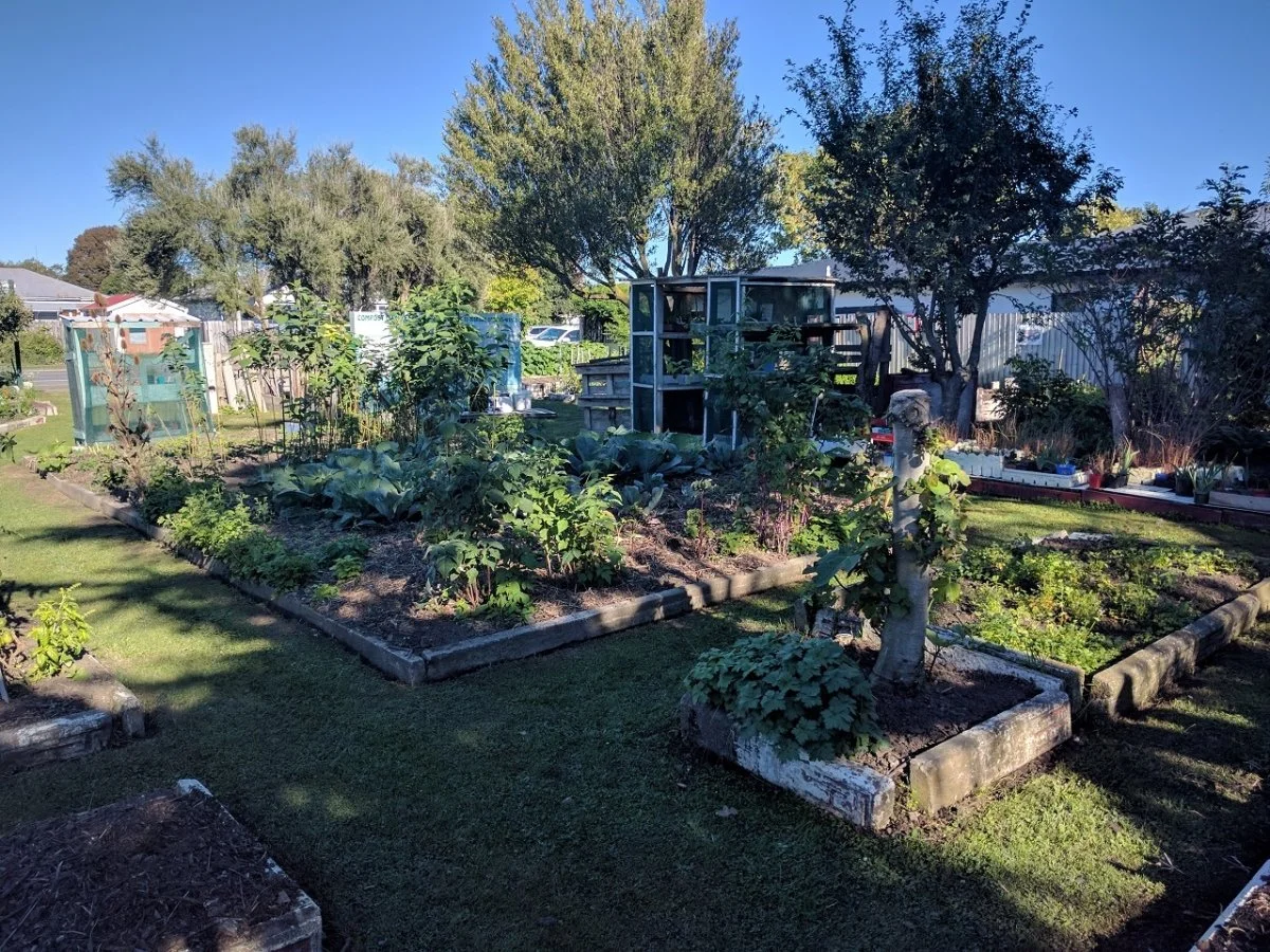 A backyard garden with raised beds filled with various plants and vegetables, trees providing shade, and a wooden structure in the background under a clear blue sky.