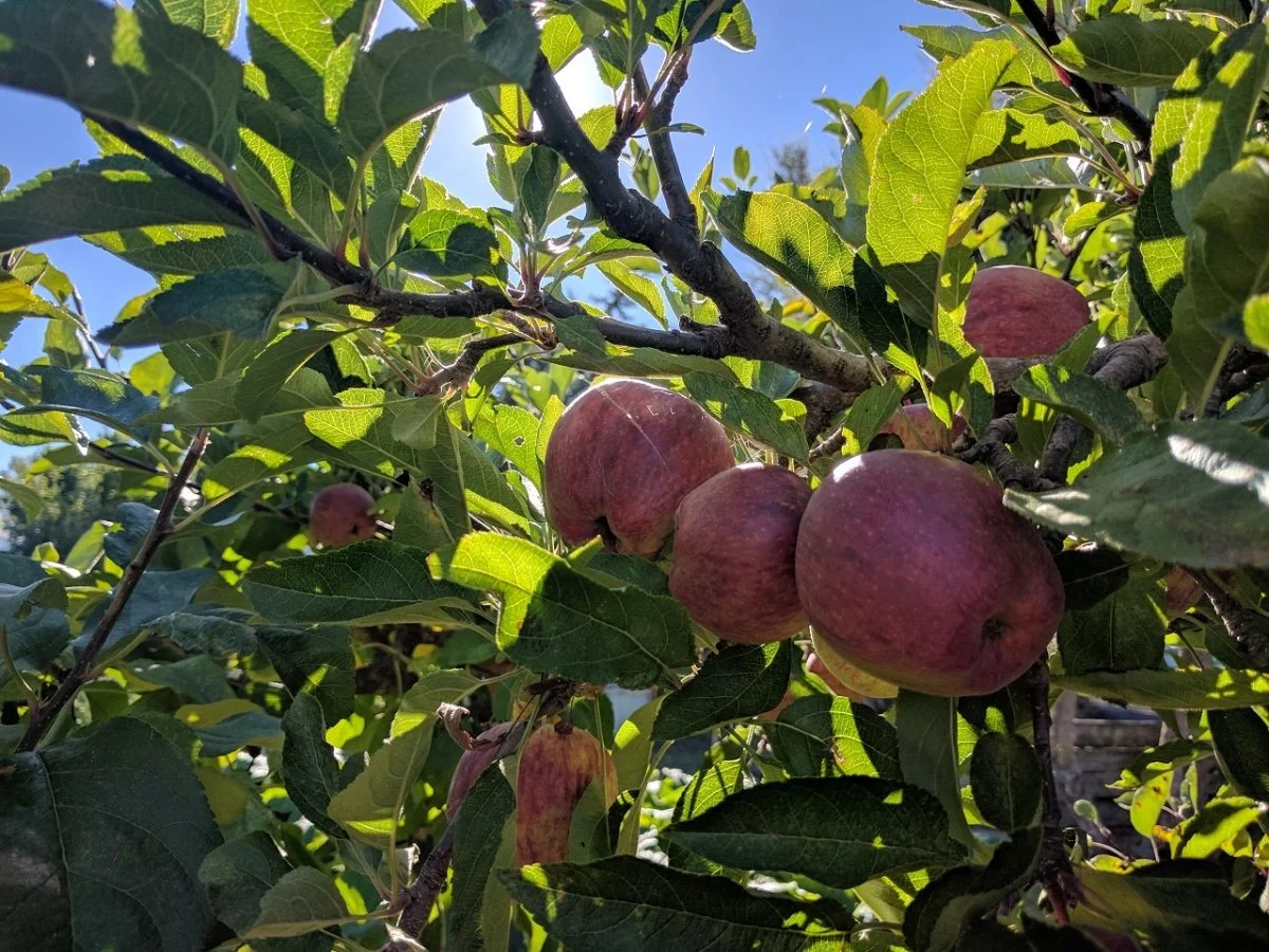 Red apples growing on a tree in sunlight with green leaves and blue sky in the background.