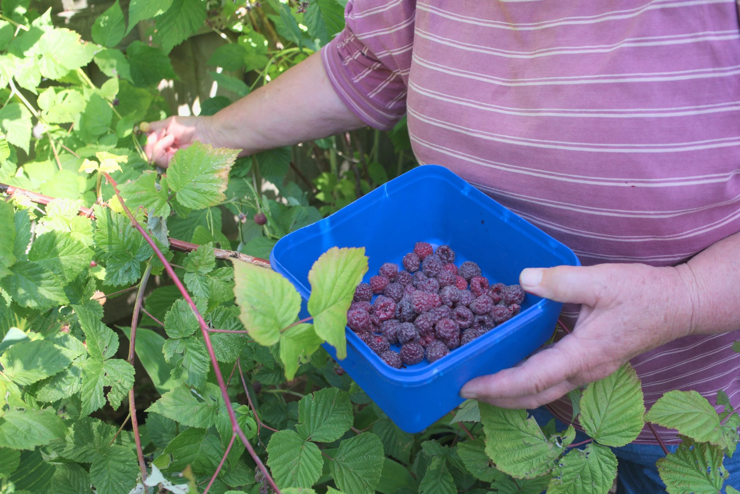 Person harvesting ripe blackberries in a garden while holding a blue container filled with blackberries.
