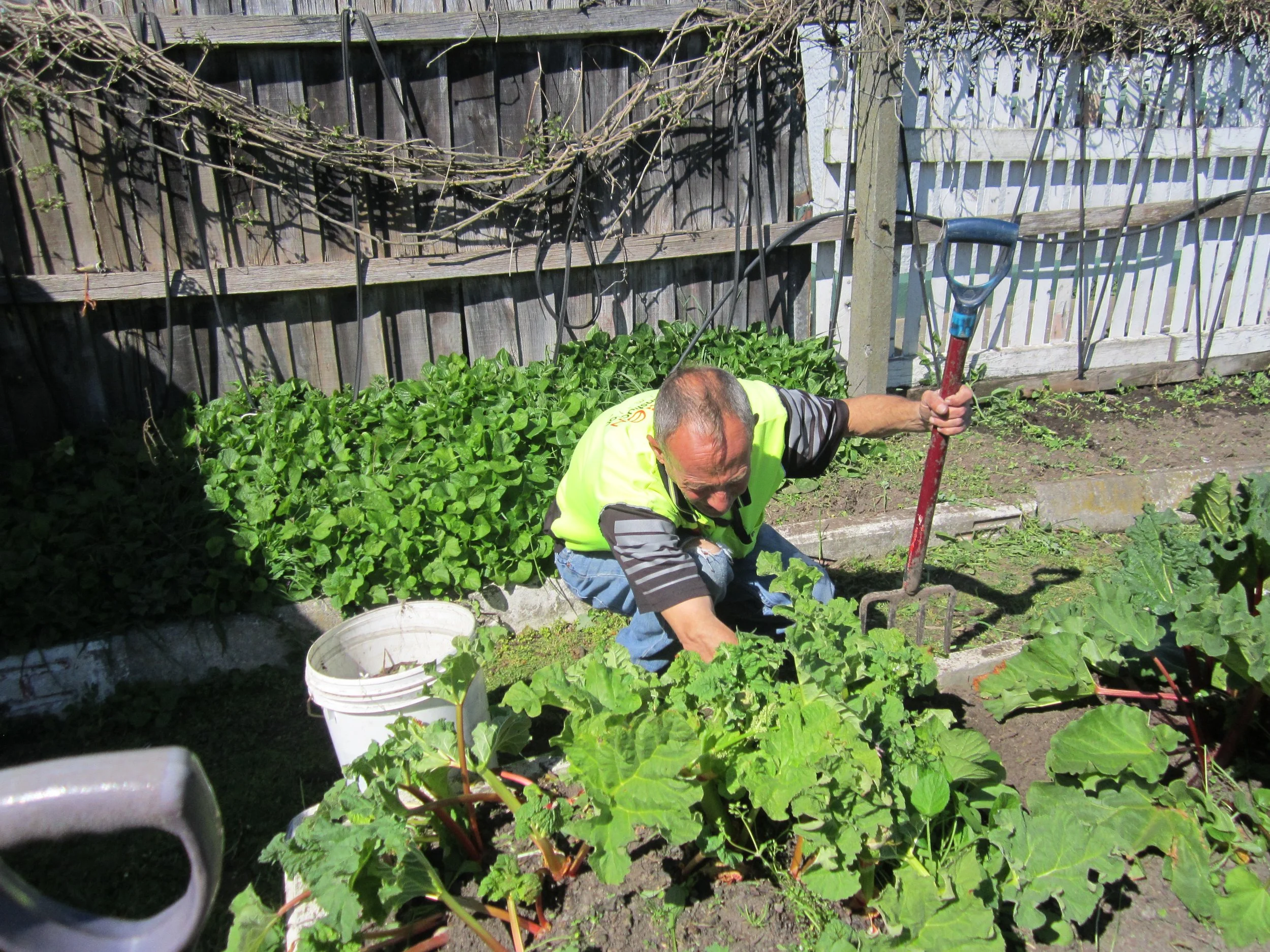 A man with a bald head and wearing a yellow safety vest, striped shirt, and jeans, is gardening in a backyard. He is using a gardening fork to work on the soil near various green plants, with a wooden fence and some greenery in the background.