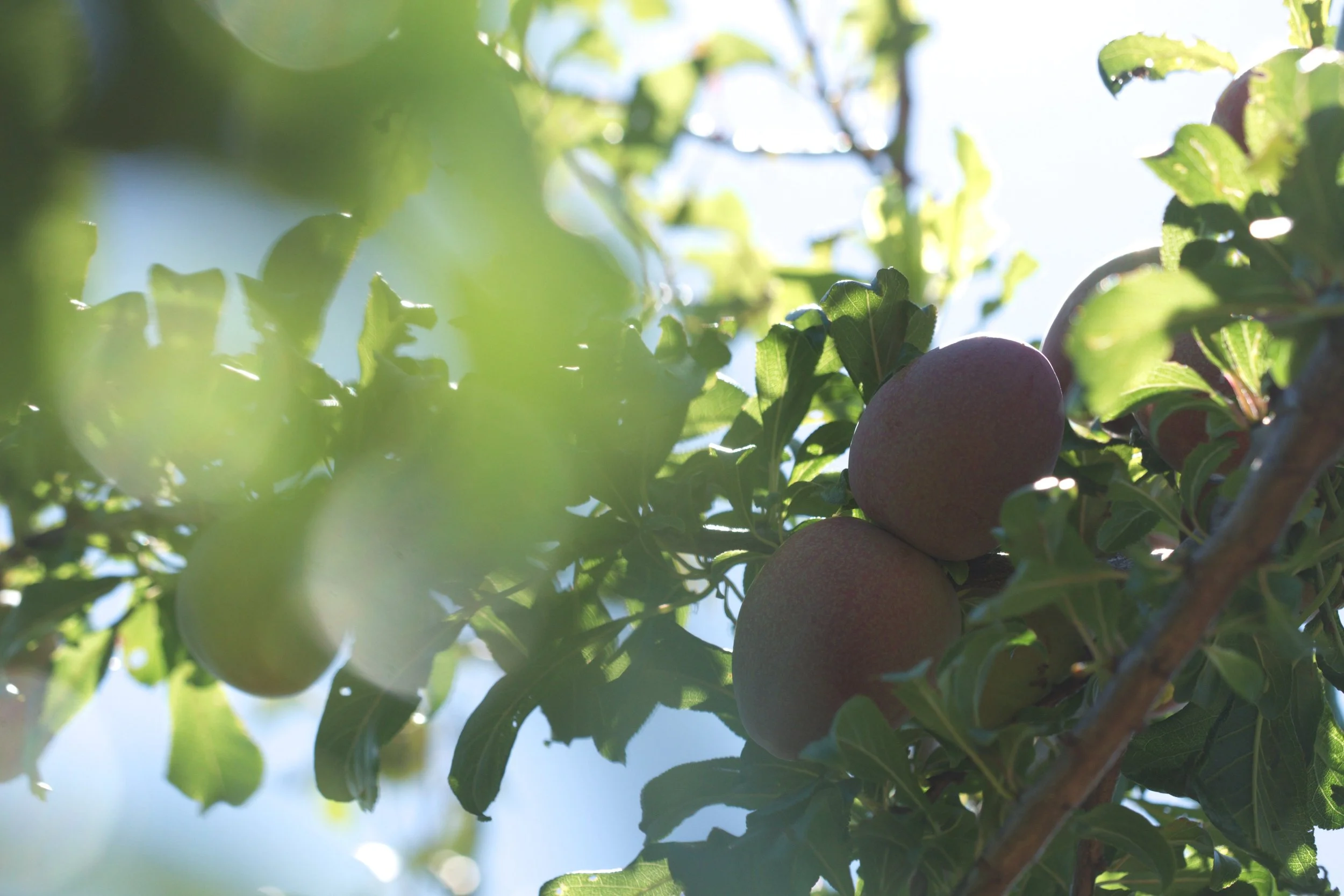 Two ripening apples hanging on a tree branch surrounded by green leaves, with sunlight filtering through.