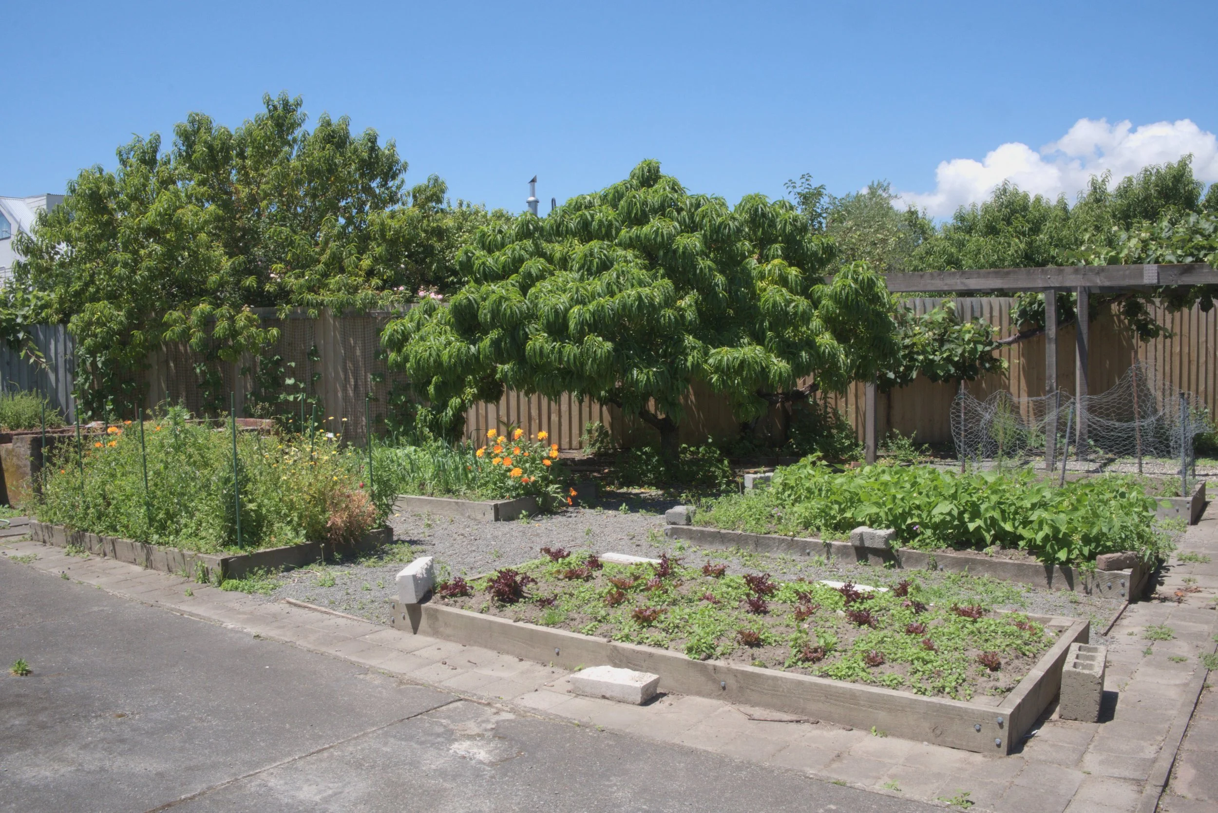A backyard garden with vegetable beds, a lush green tree, and a clear blue sky.