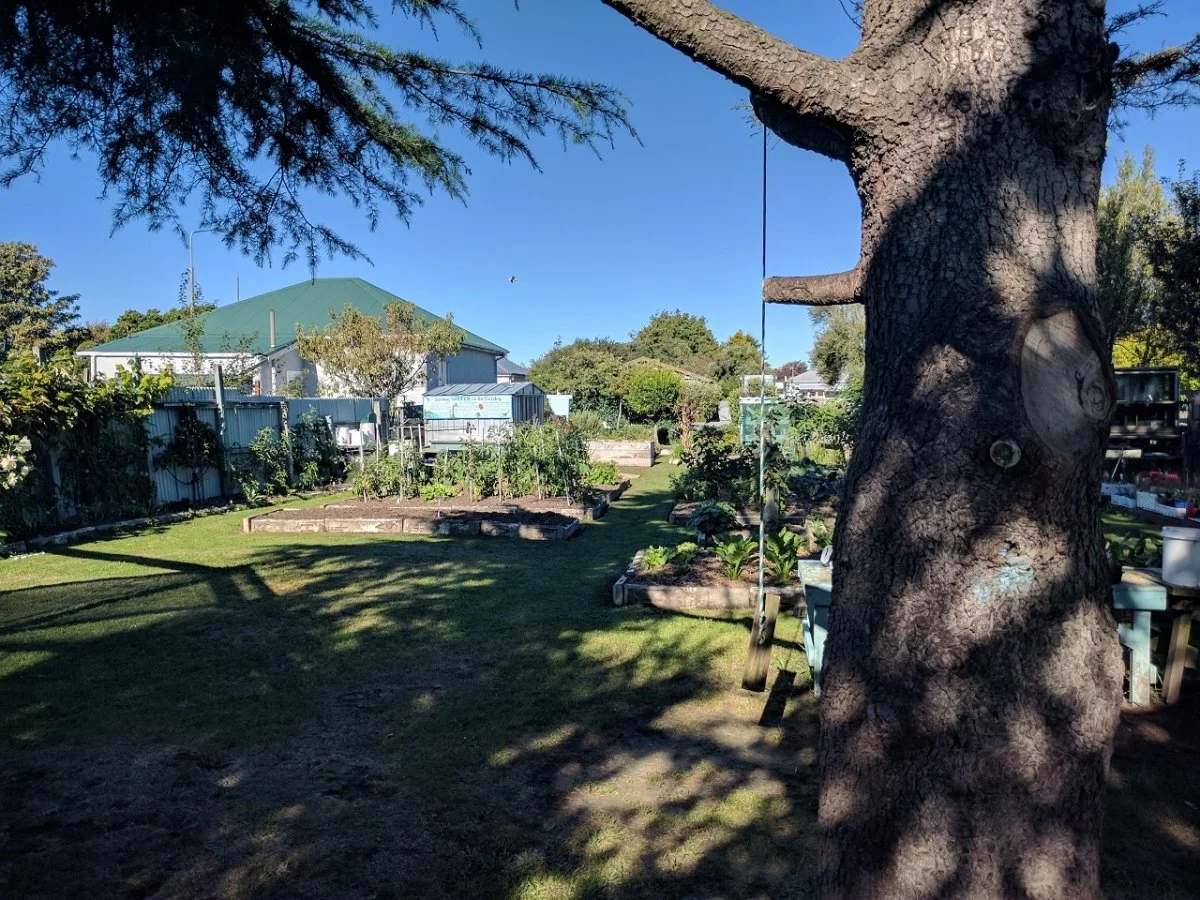 A backyard garden with raised garden beds, a large tree, and a house with a green roof in the background during the daytime.